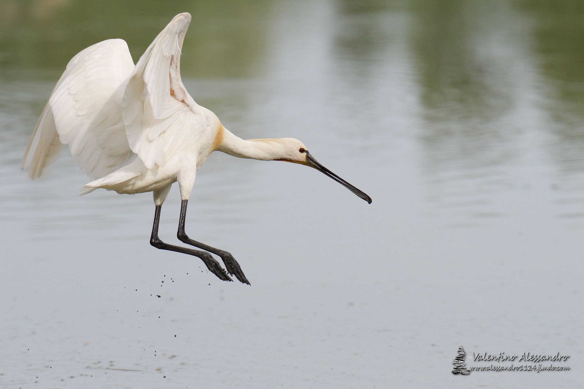 il balzo della spatola