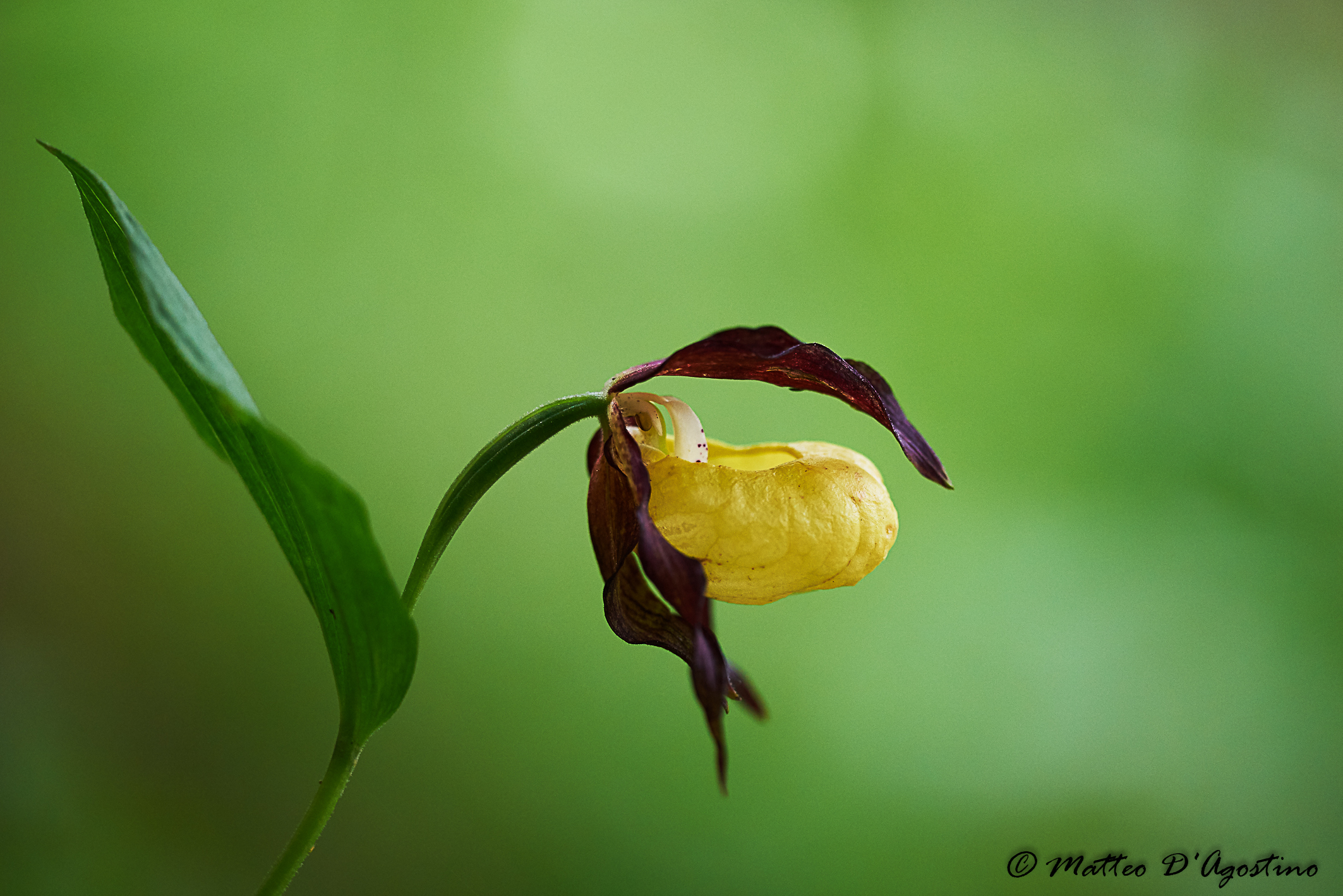 Cypripedium calceolus