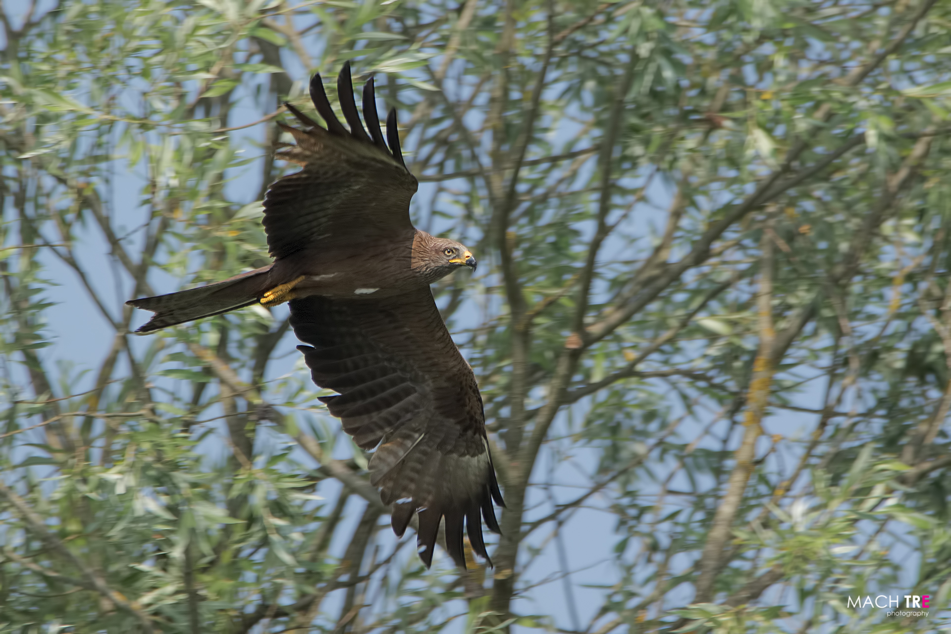 Nibbio bruno (Milvus migrans)