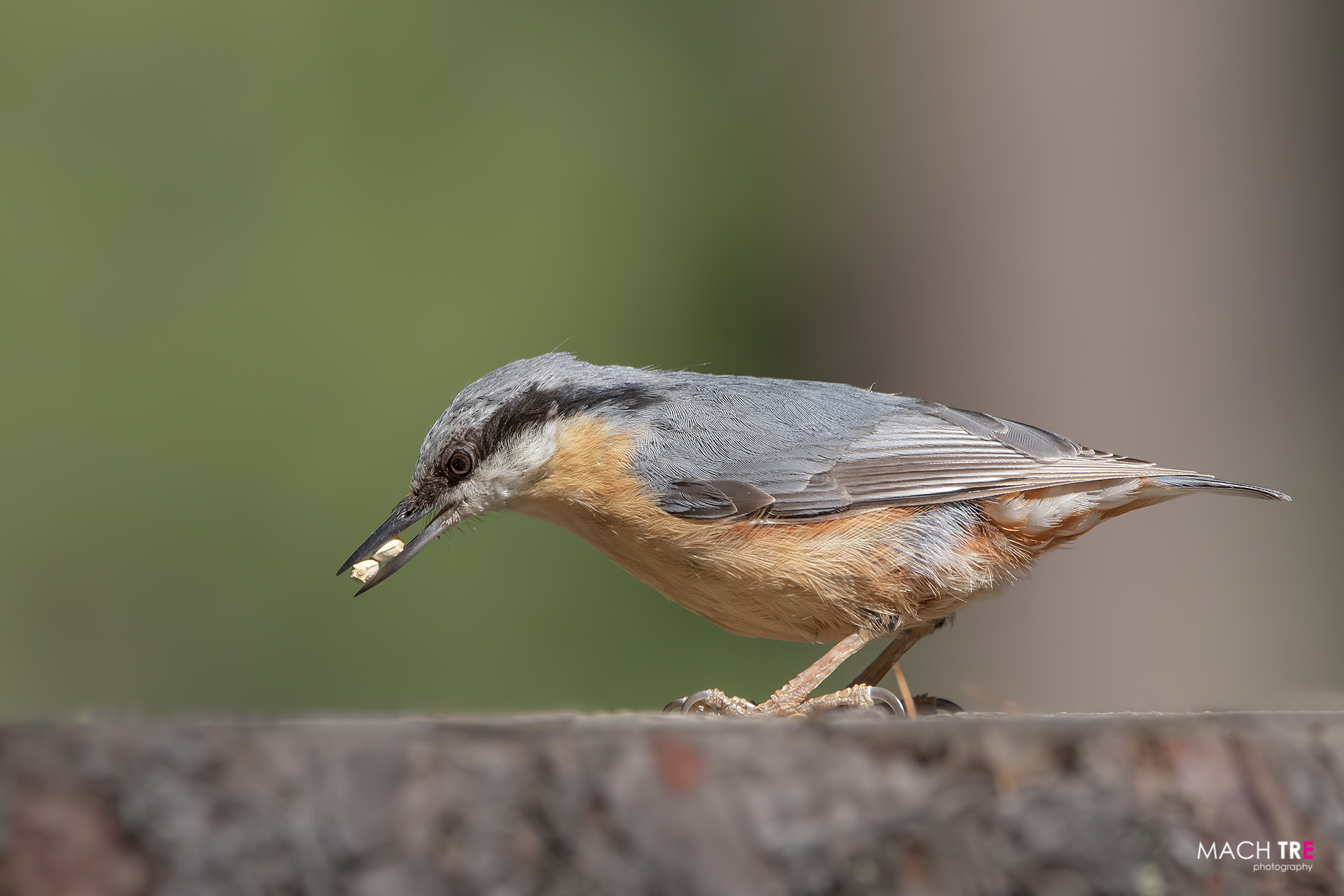 Picchio muratore (Sitta europaea)