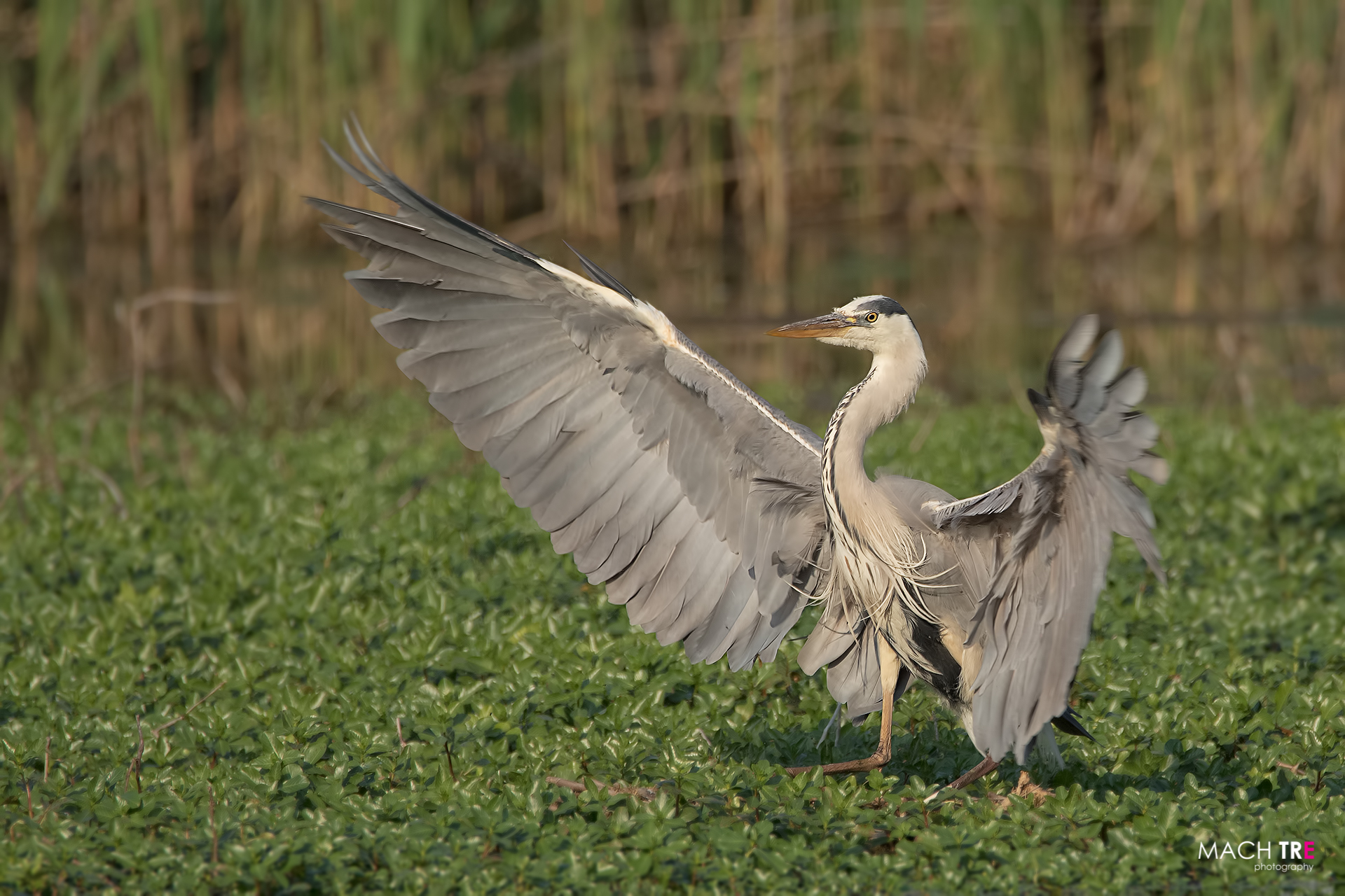 Airone cenerino (Ardea cinerea)