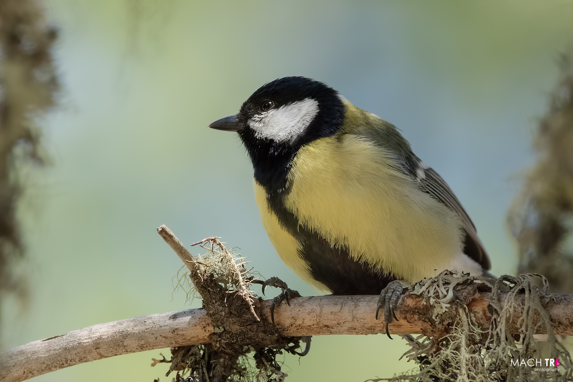 Cinciallegra (Parus major)