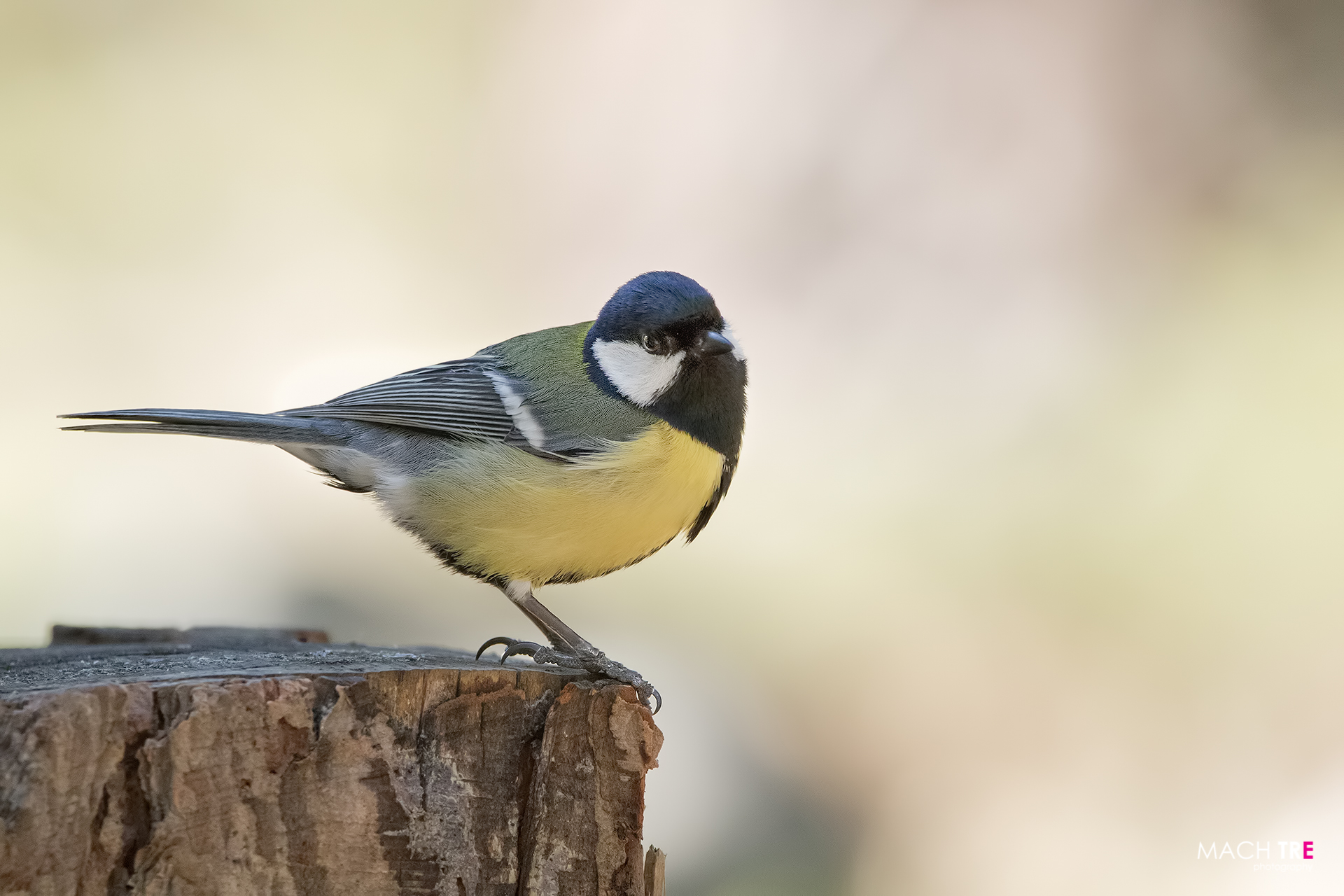 Cinciallegra (Parus major)