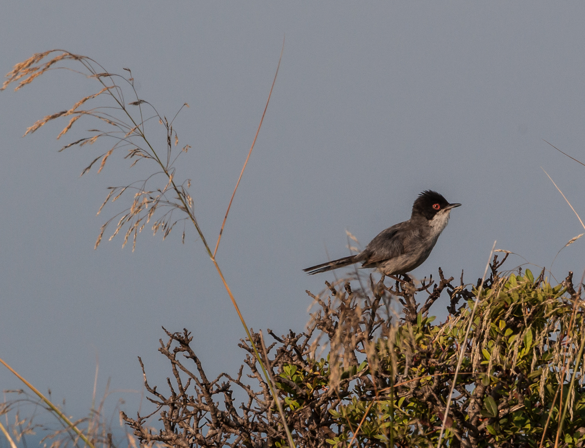 Mi dite di che uccello si tratta?