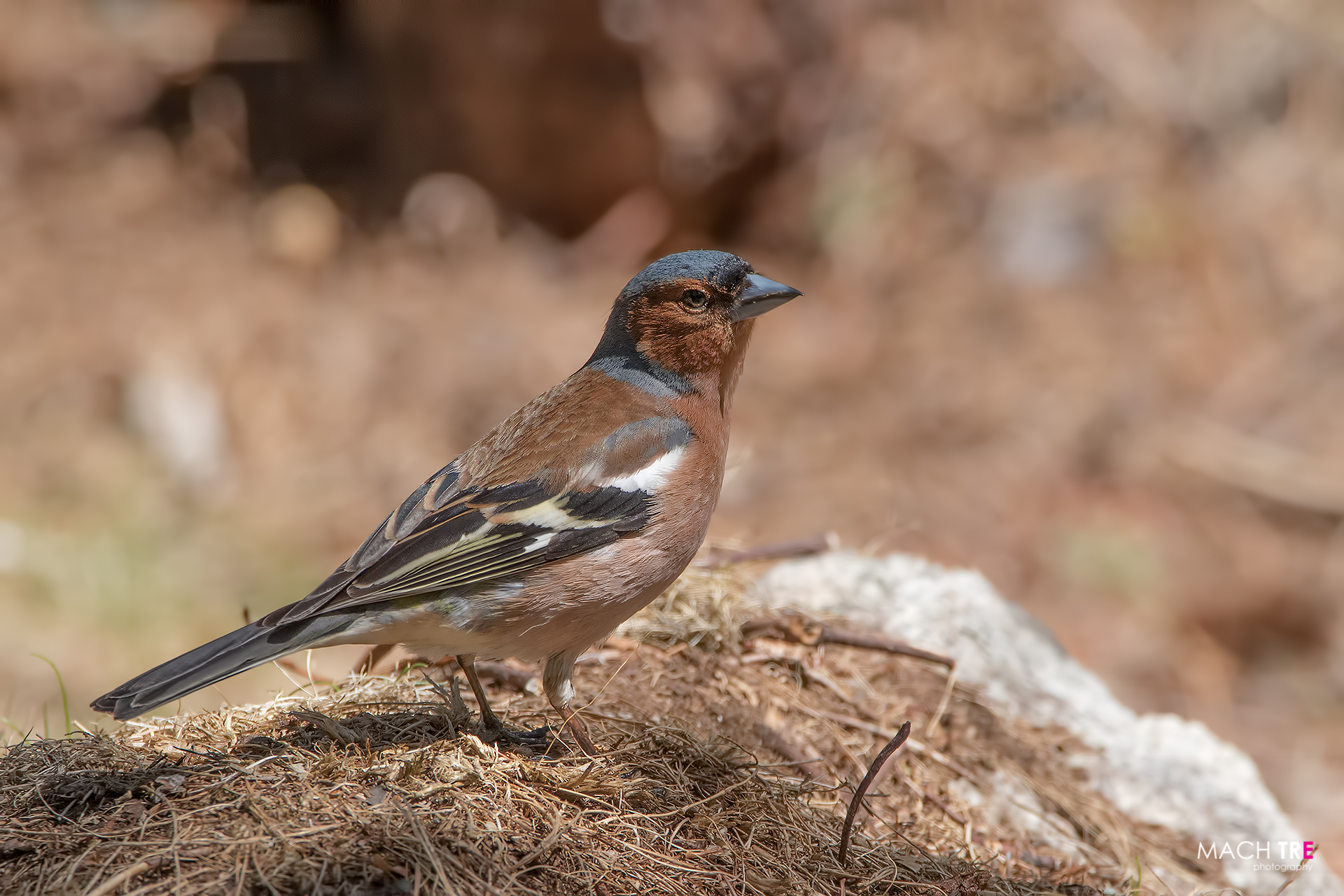 Fringuello (Fringilli coelebs)