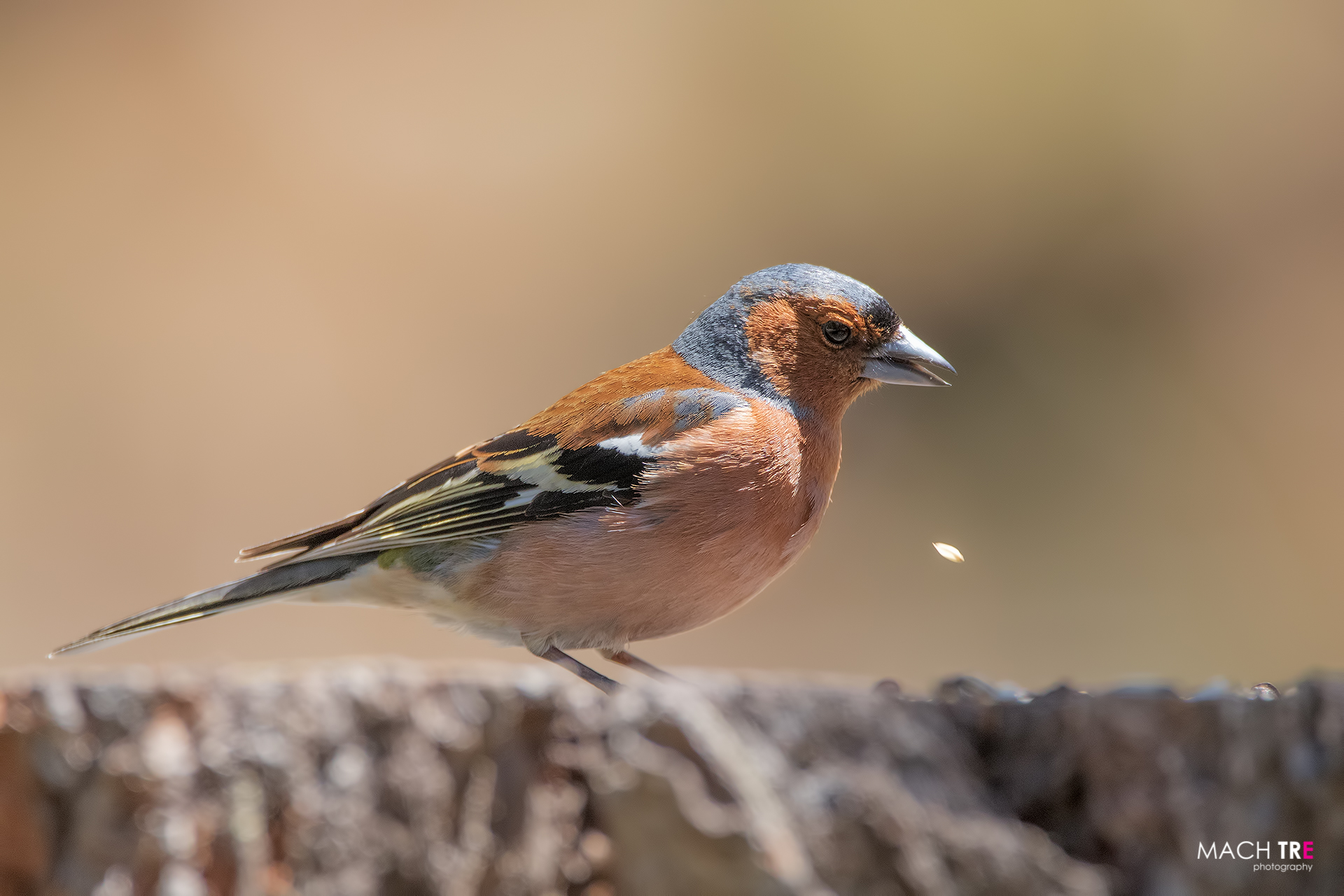 Fringuello (Fringilli coelebs)