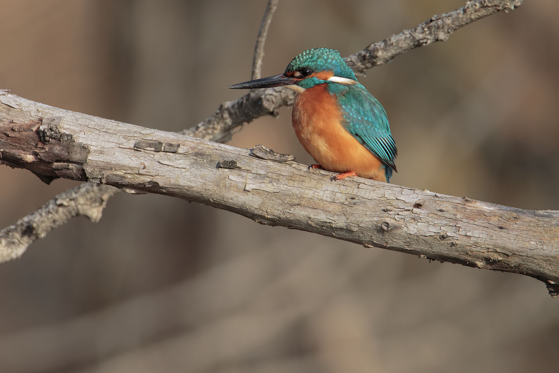 Kingfisher