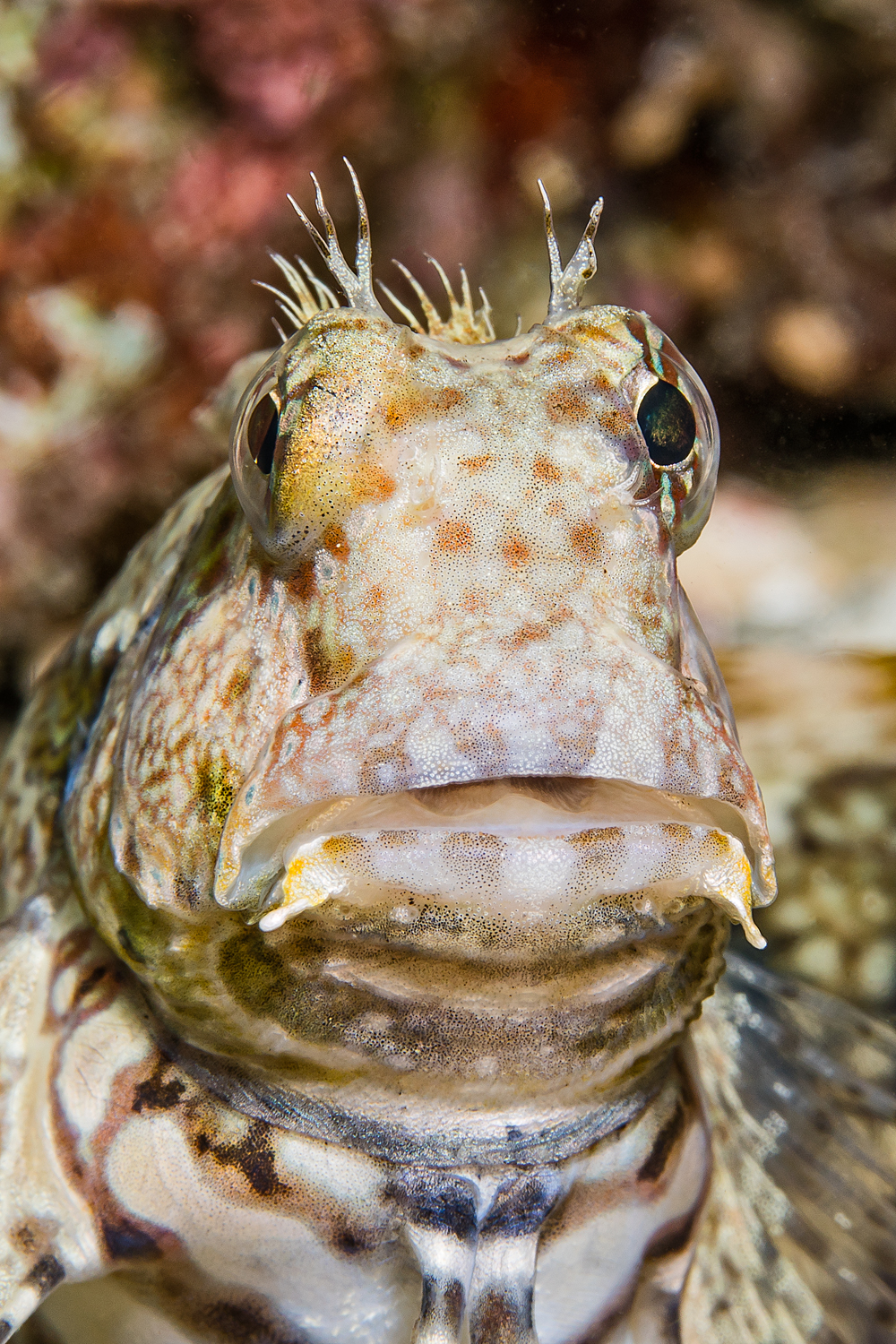 blenny
