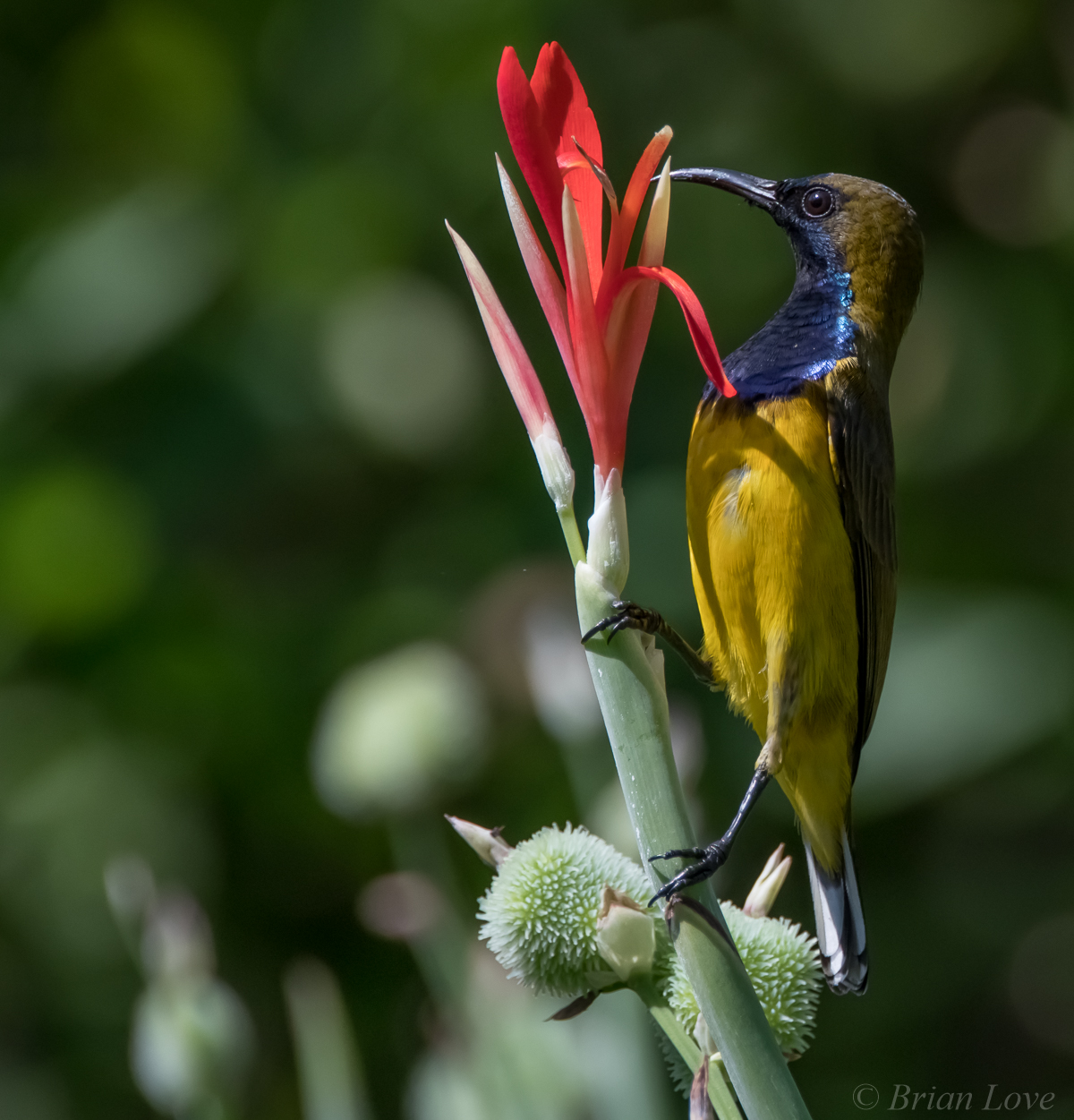 Sunbird a base di olive (Cinnyris jugularis)