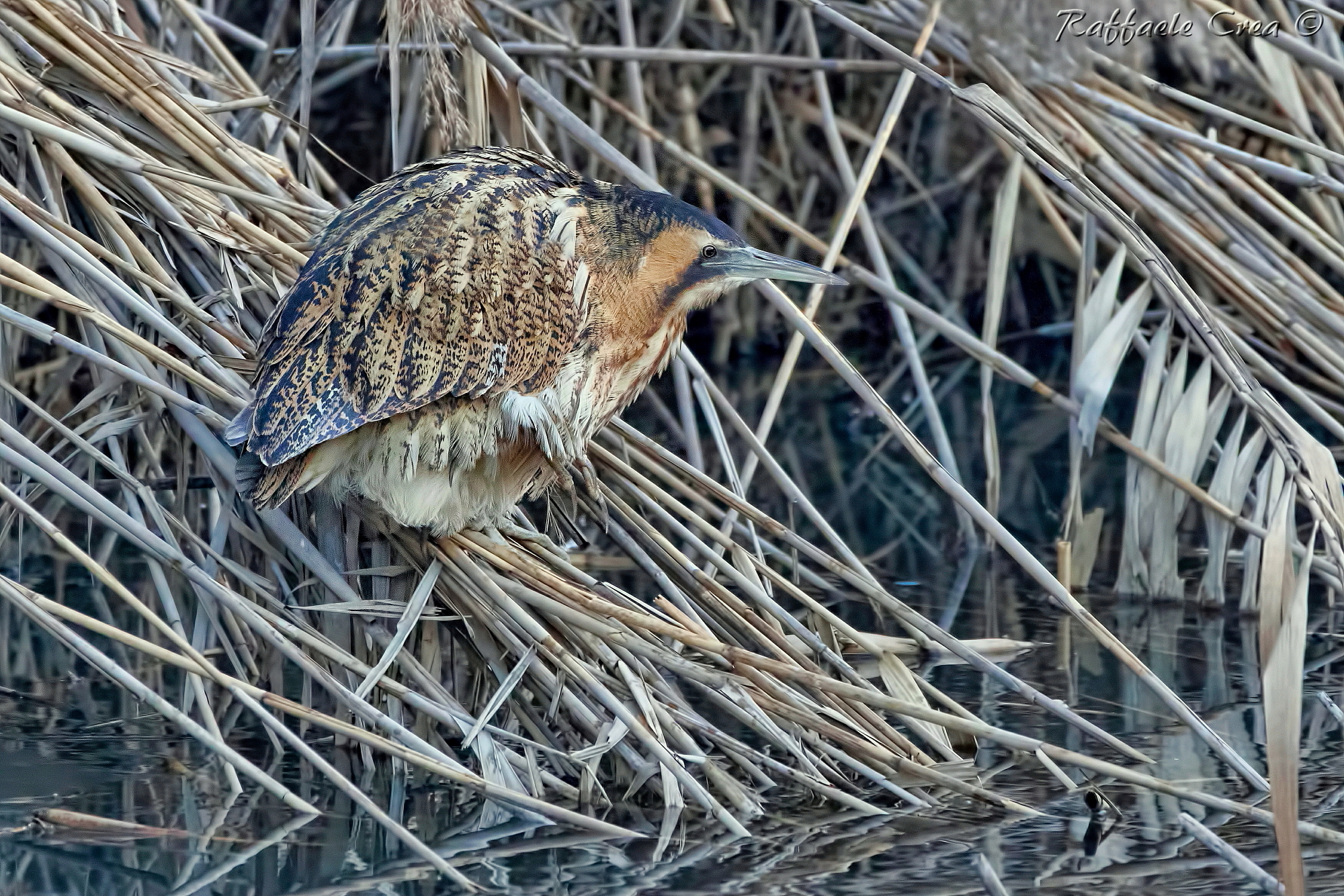 Bittern