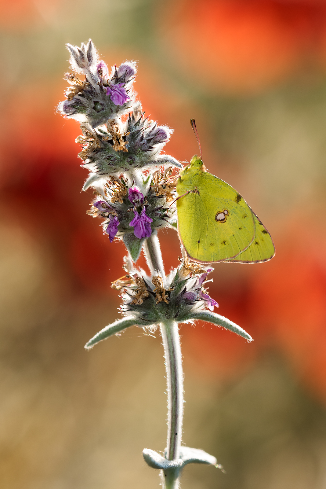 Colias in controluce