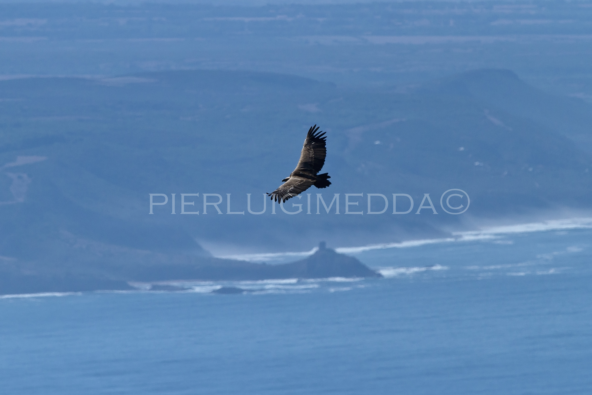 Grifone  in volo  sulla litoranea  Bosa- Alghero