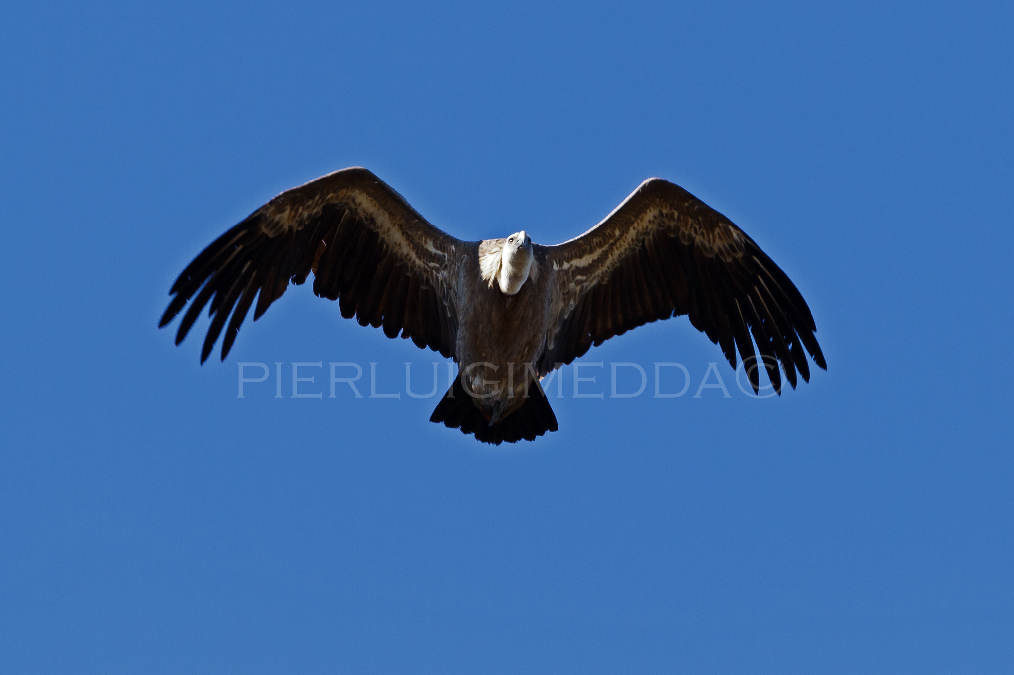 Grifone  Gyps fulvus, presso Bosa