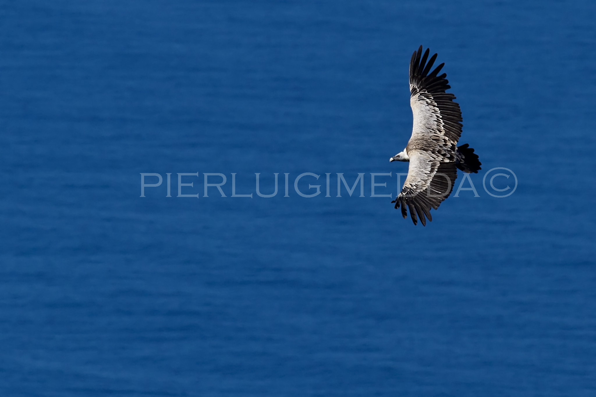 Grifone Gyps fulvus  sulla litoranea  Bosa- Alghero