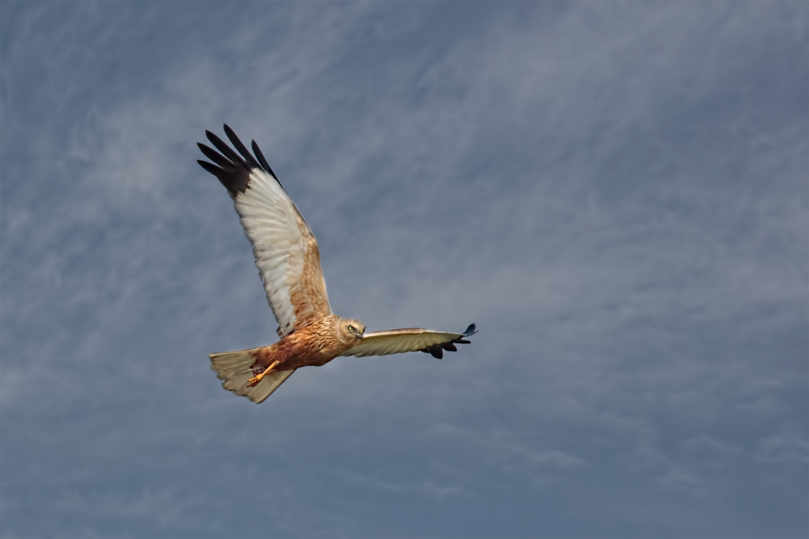 Upper Lake of Mantua - Dating 2017