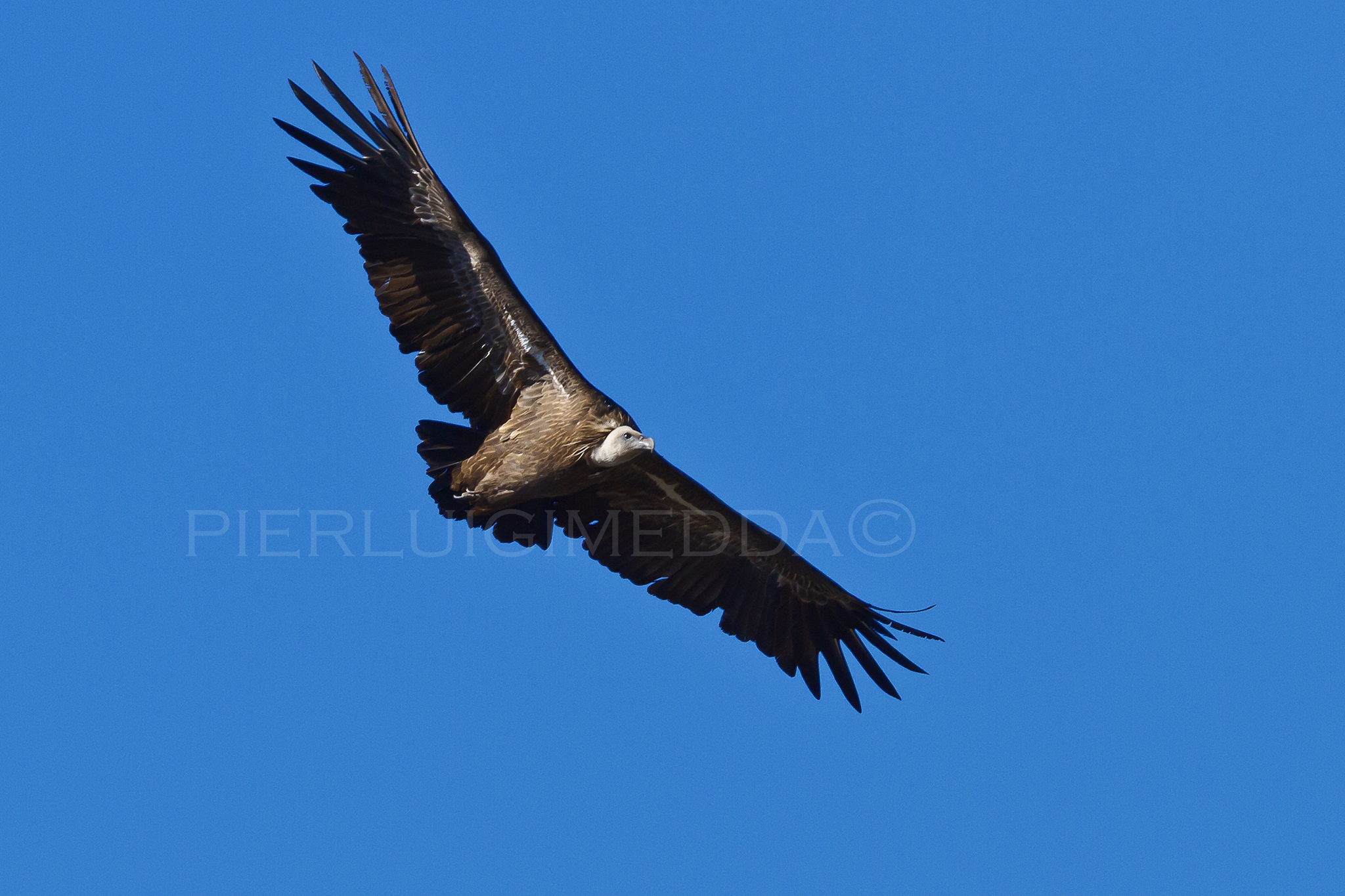 Grifone Gyps fulvus sulla litoranea  Bosa- Alghero