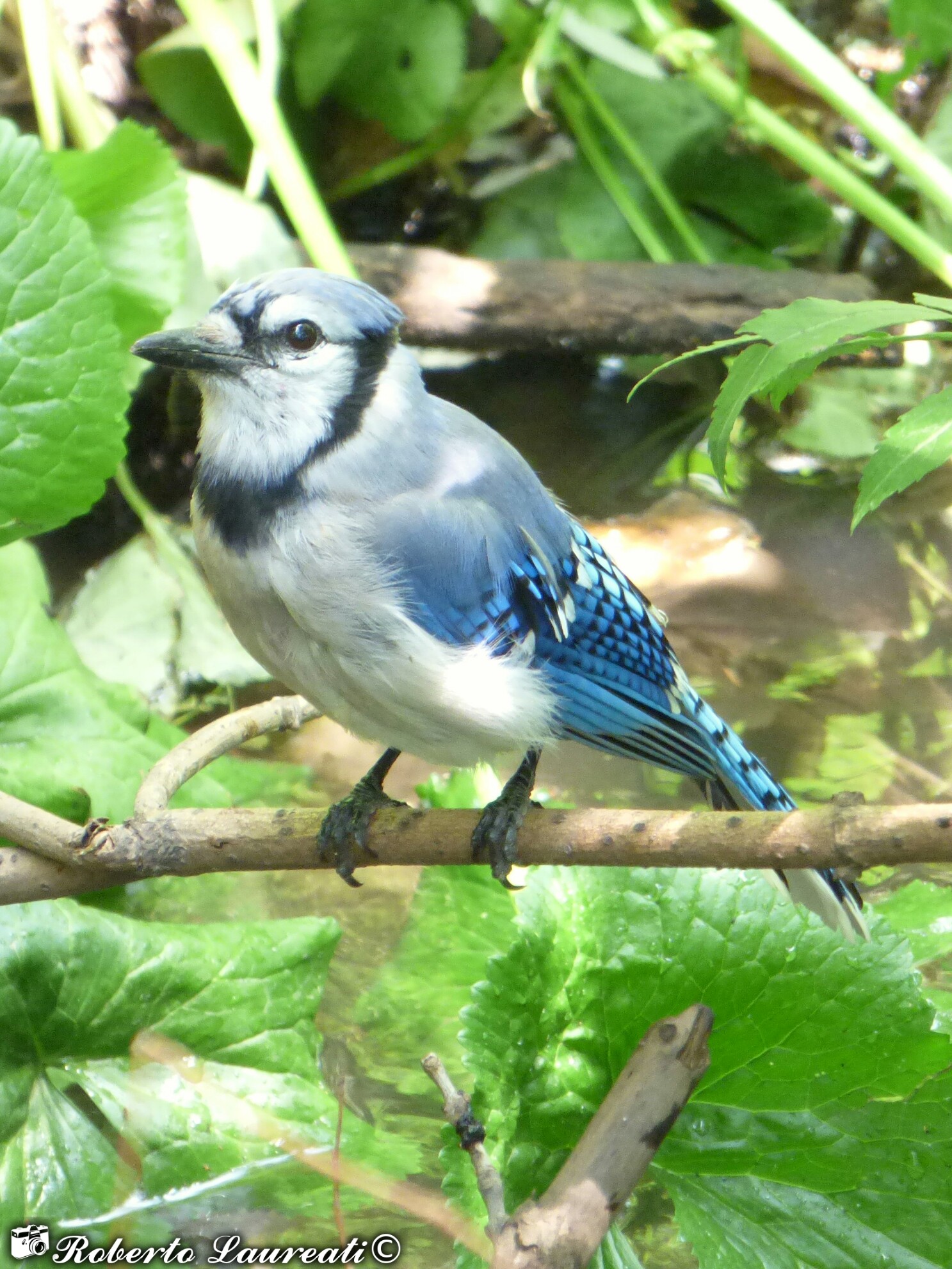 Blue Azalea (Cyanocitta cristata)