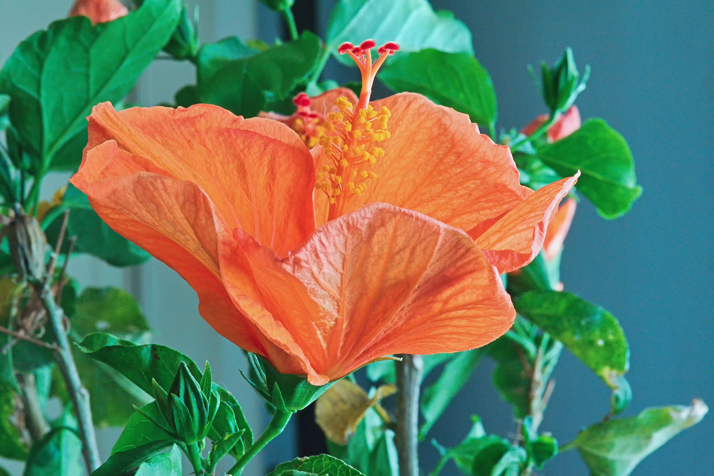 Hibiscus