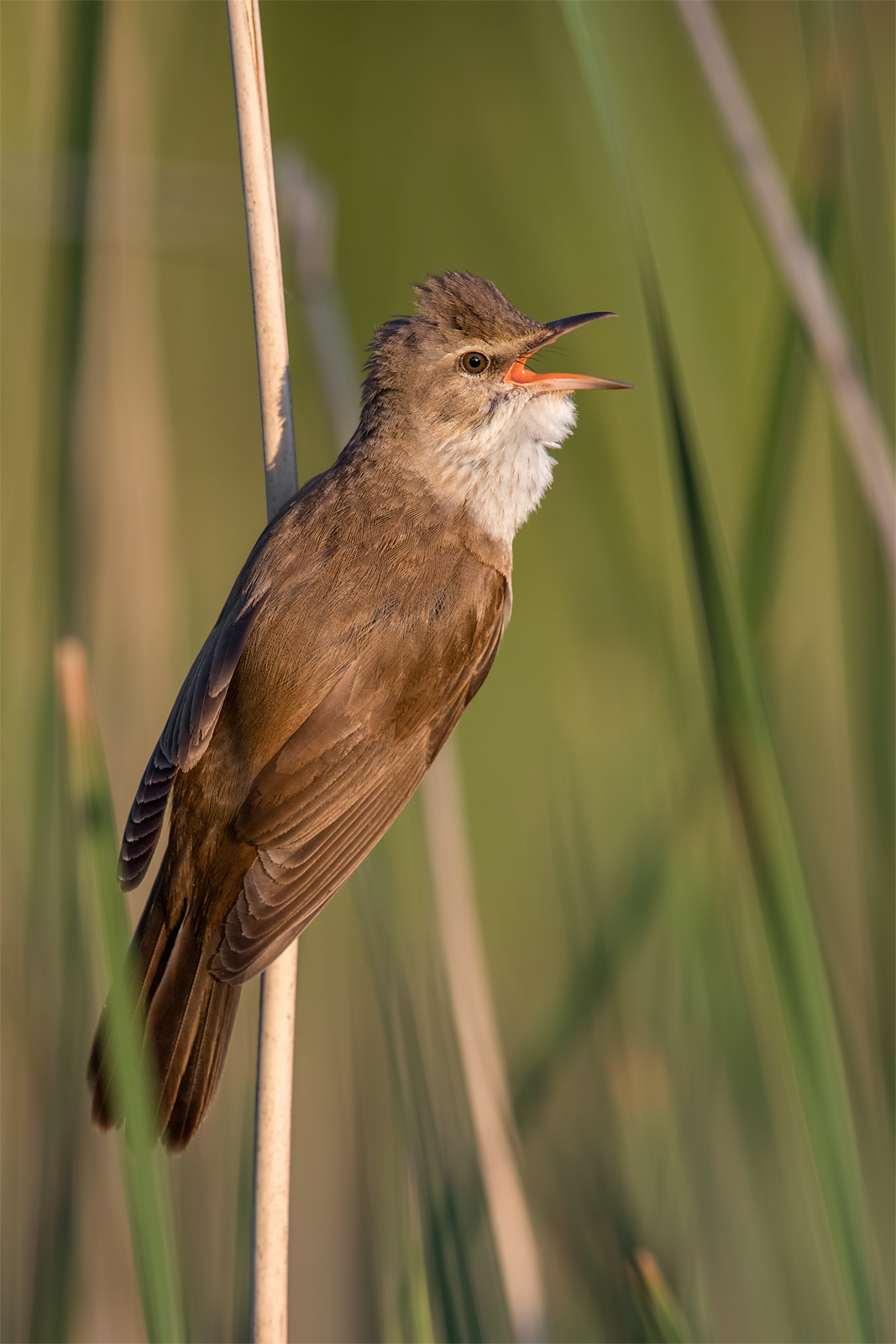 Great reed warbler