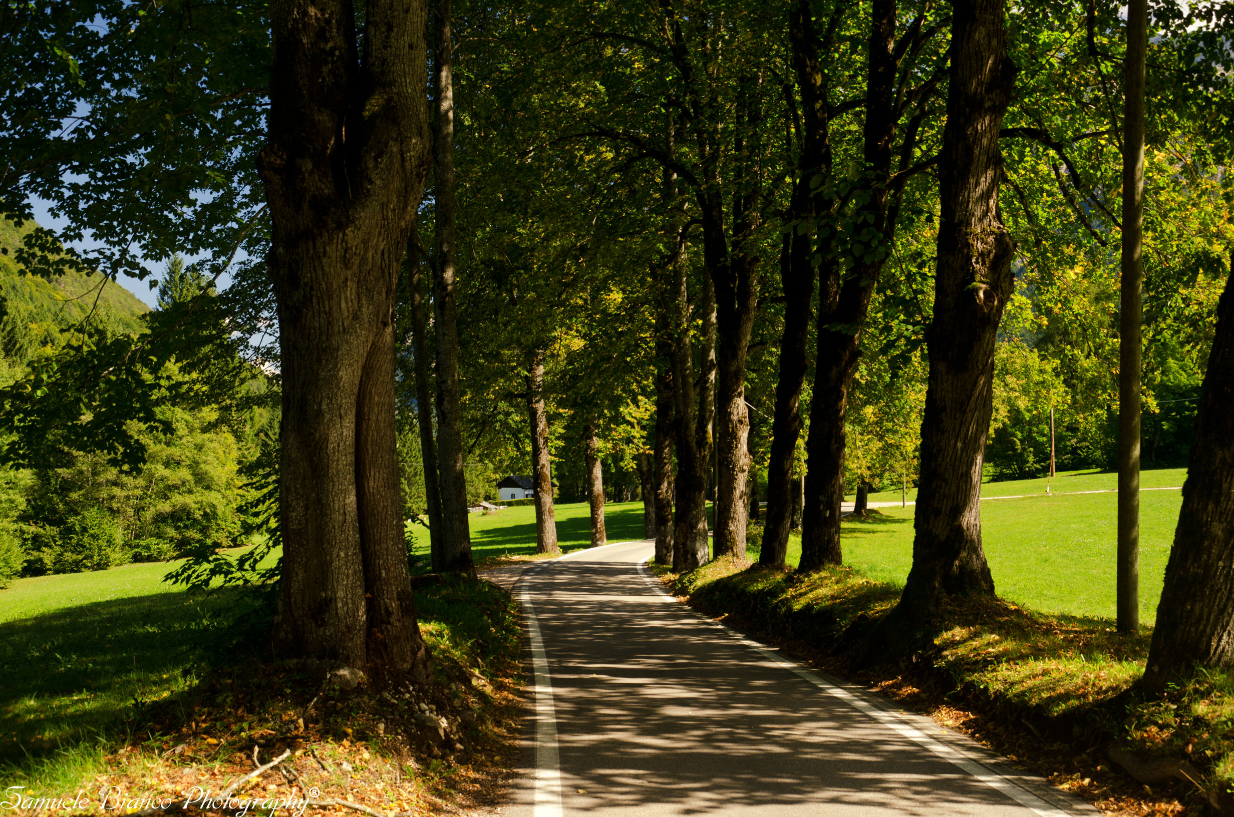 Tree-lined avenue Val di Sella