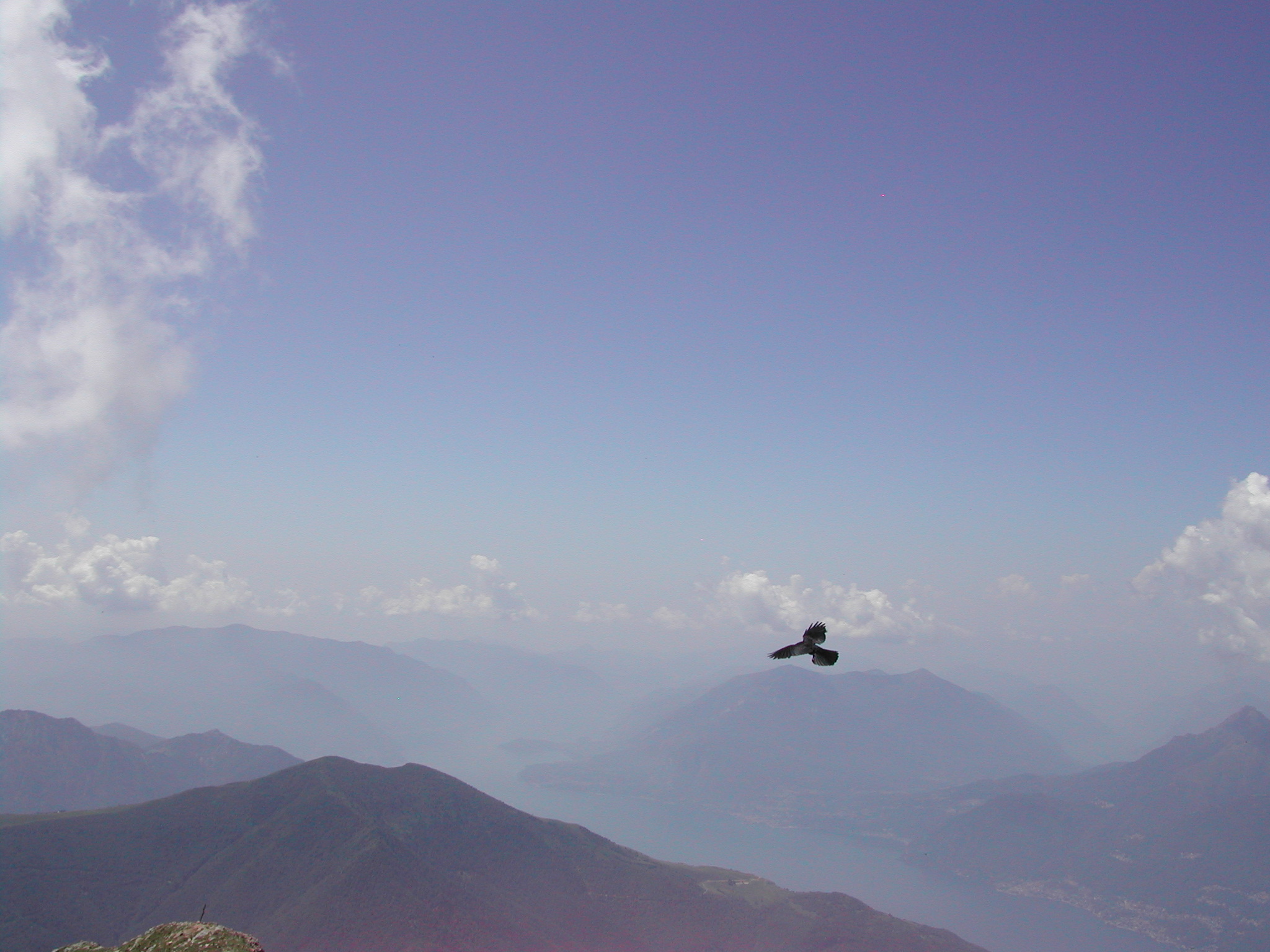 Gracchio alpino (Pyrrhocorax graculus) - giugno