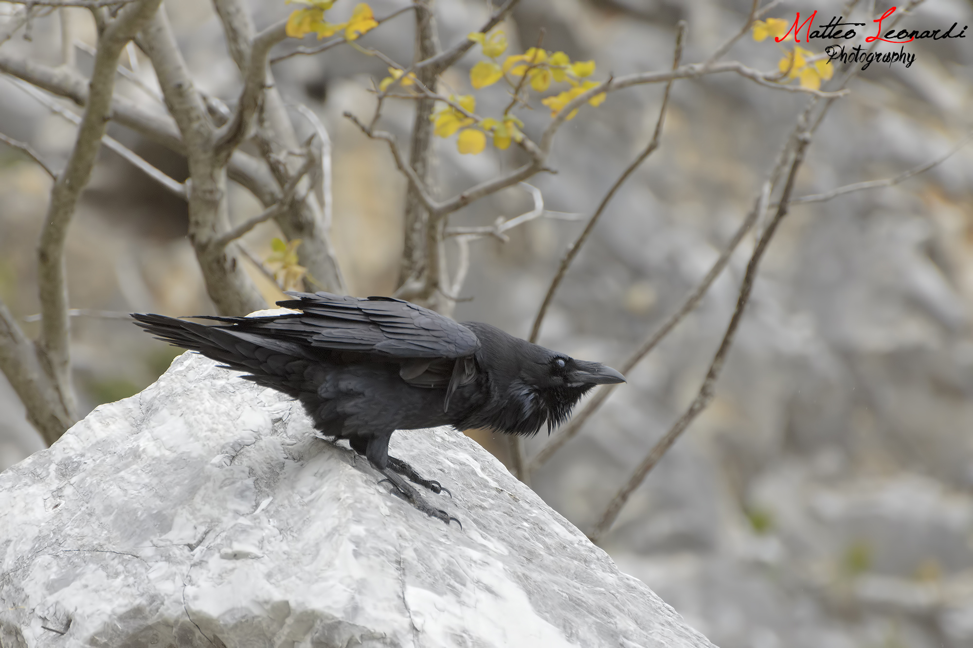 Corvo Imperiale sul Trono - Alpi Apuane