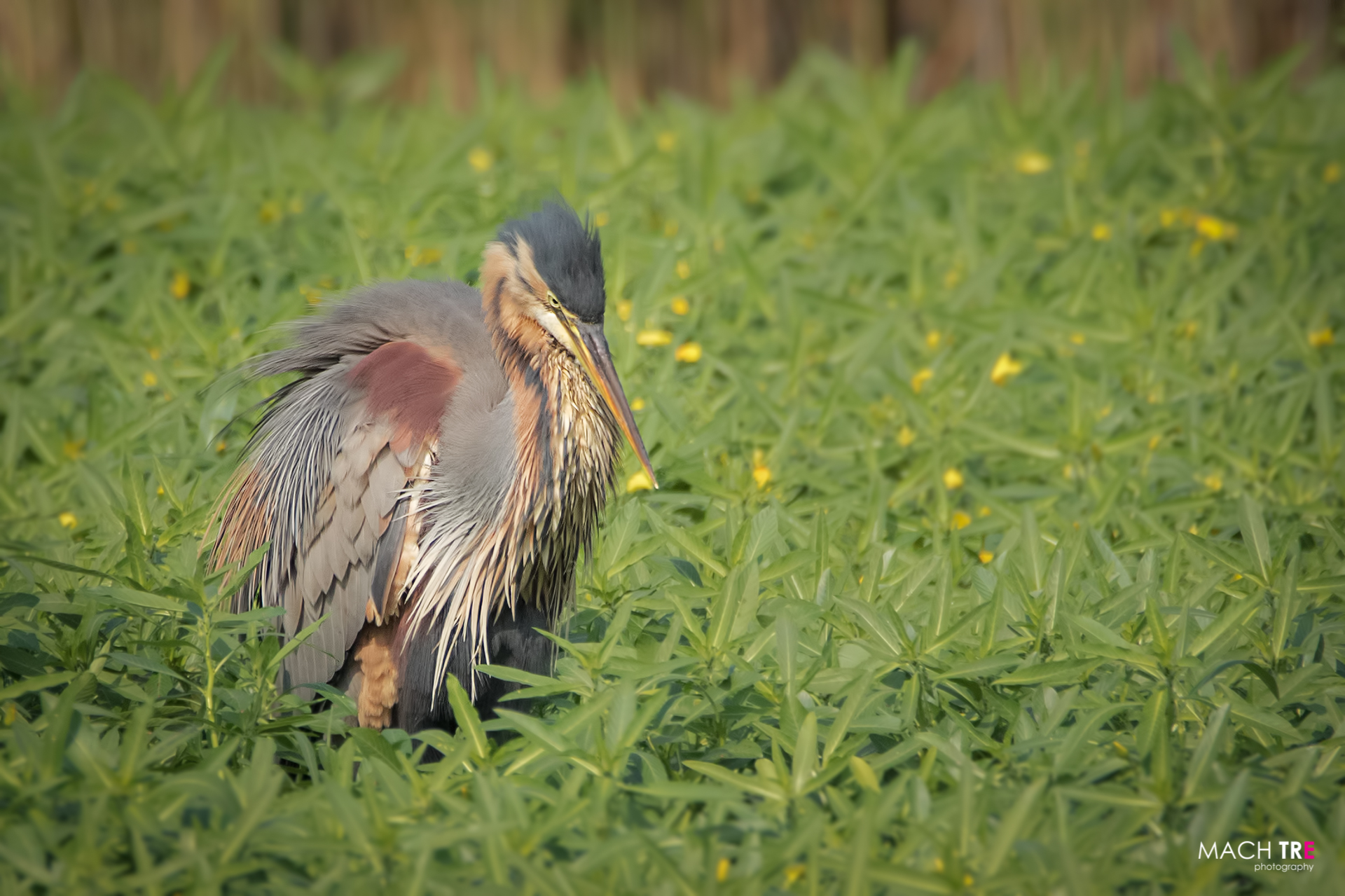 Airone rosso (ardea purpurea)
