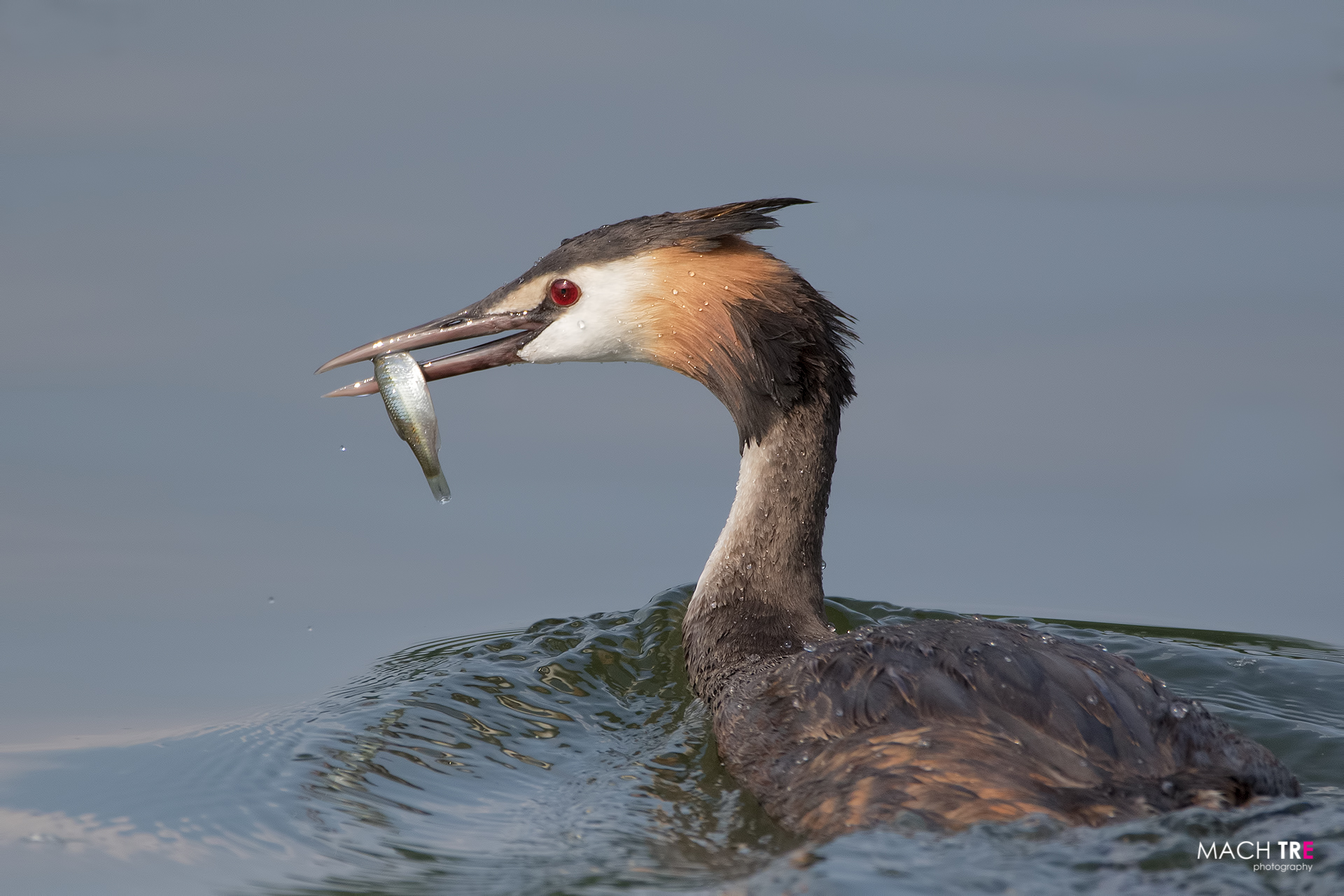 Greater crowd (Podiceps cristatus)