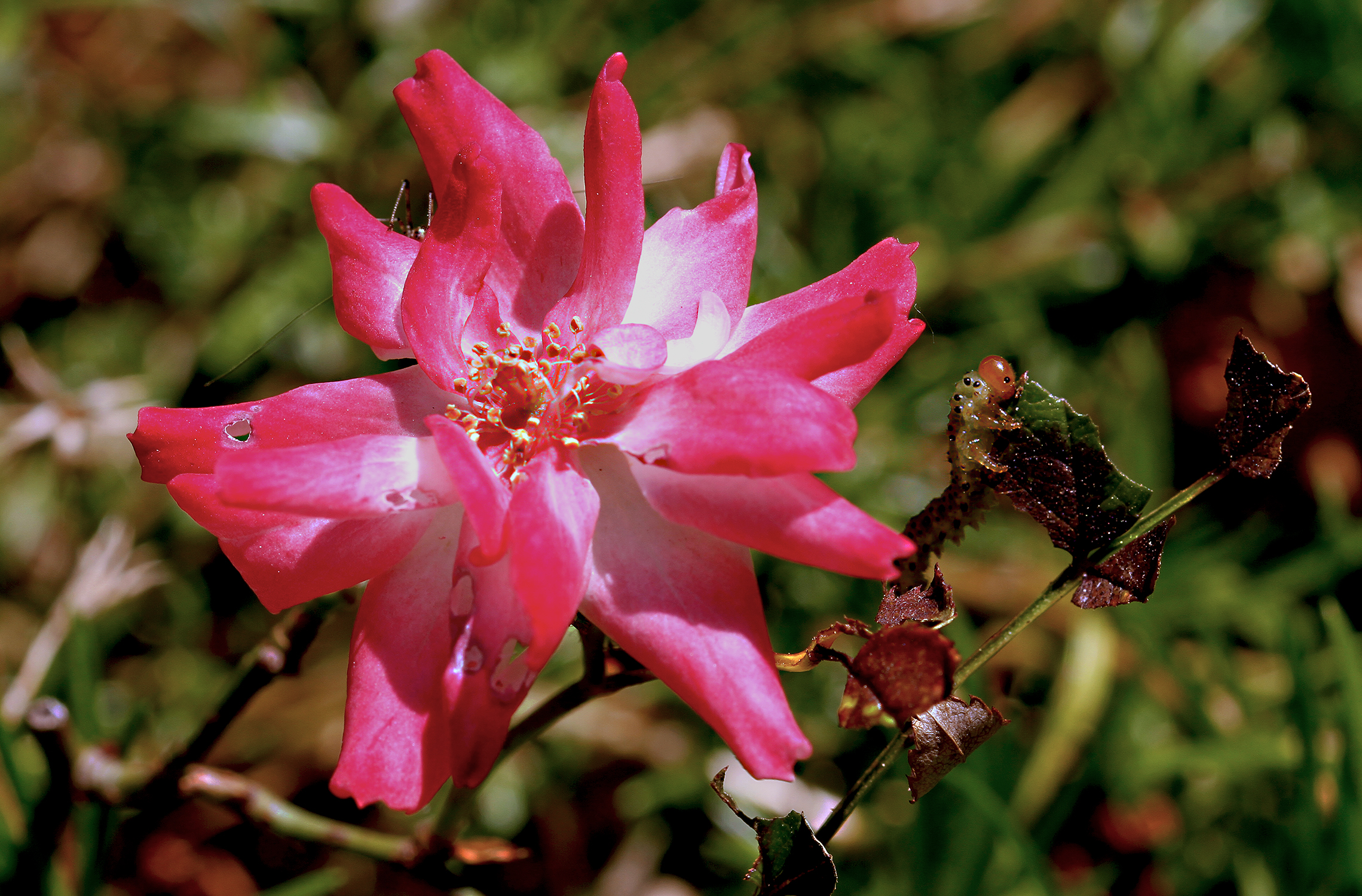 Here are those who eat my rose