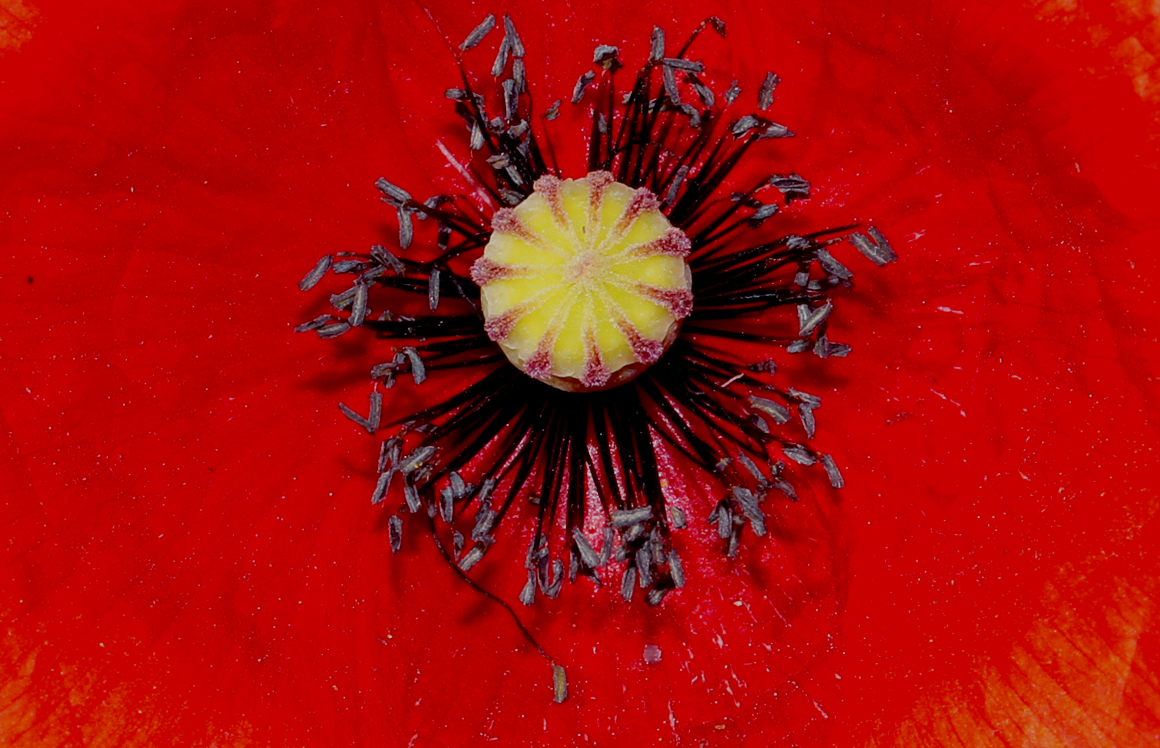 Egocentric poppy