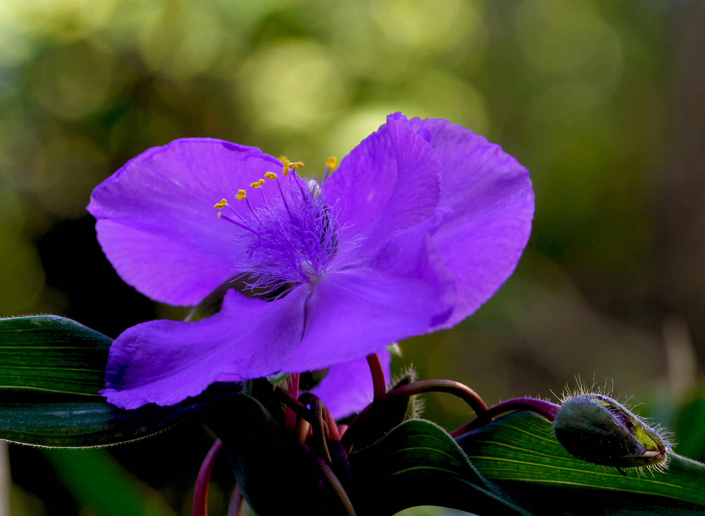 Before the sun rises