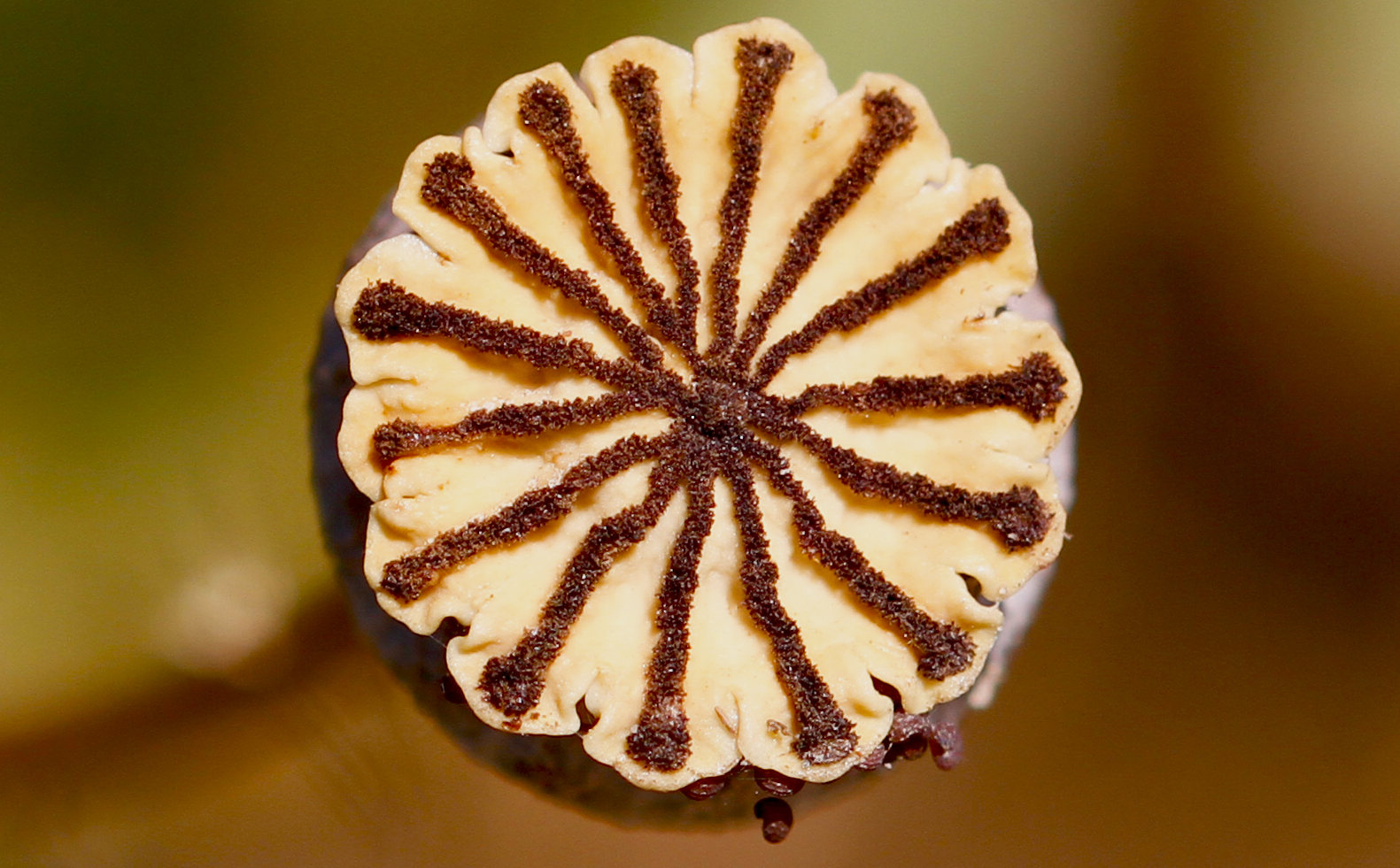 What remains of a poppy