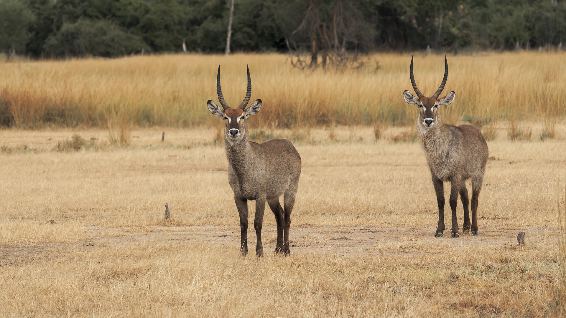 waterbuck