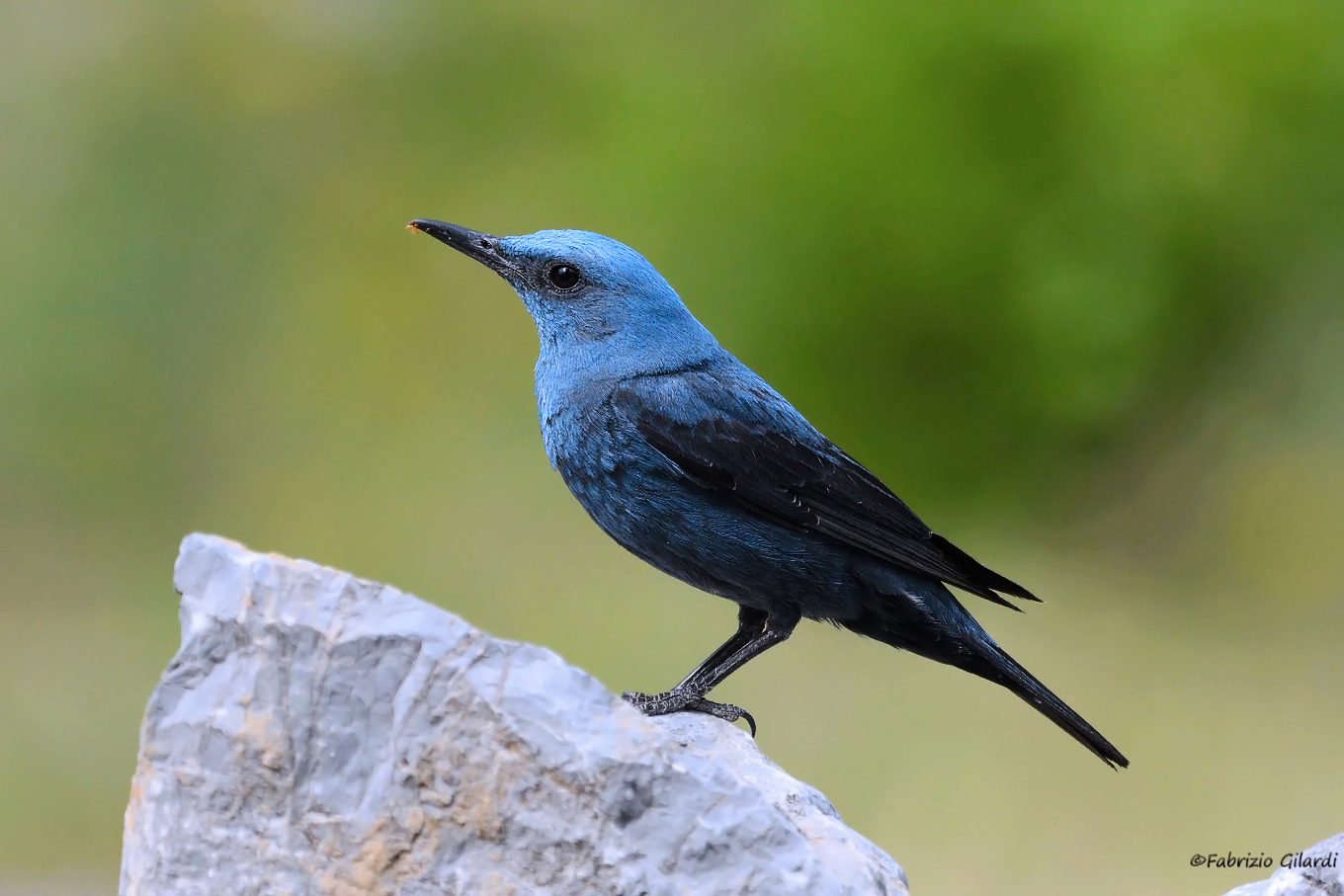Solitary sparrow (Monticola solitarius)