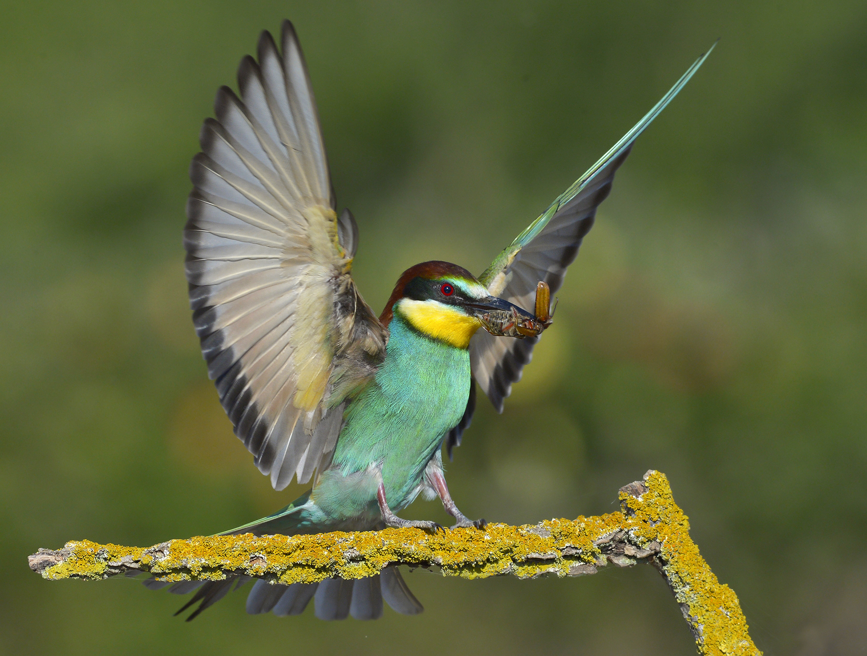 Gruccione in arrivo con maggiolino.