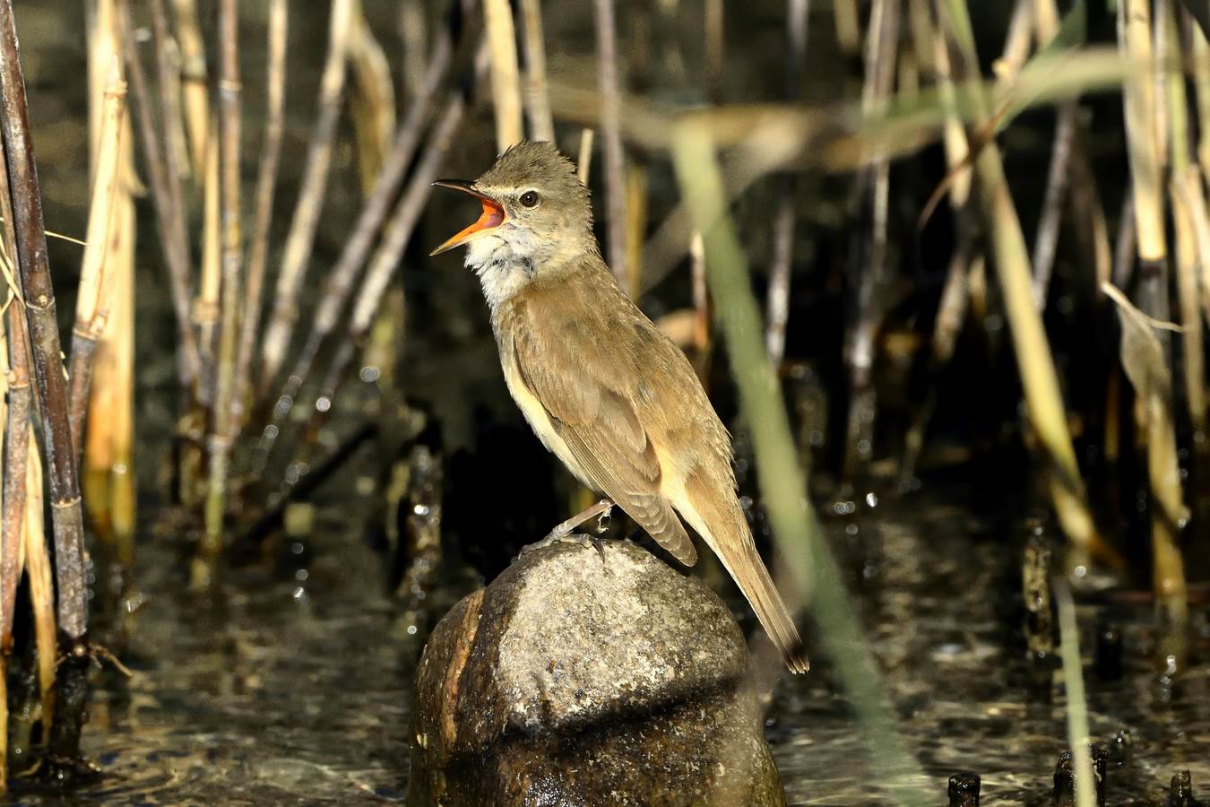 da quale pulpito che vien la predica