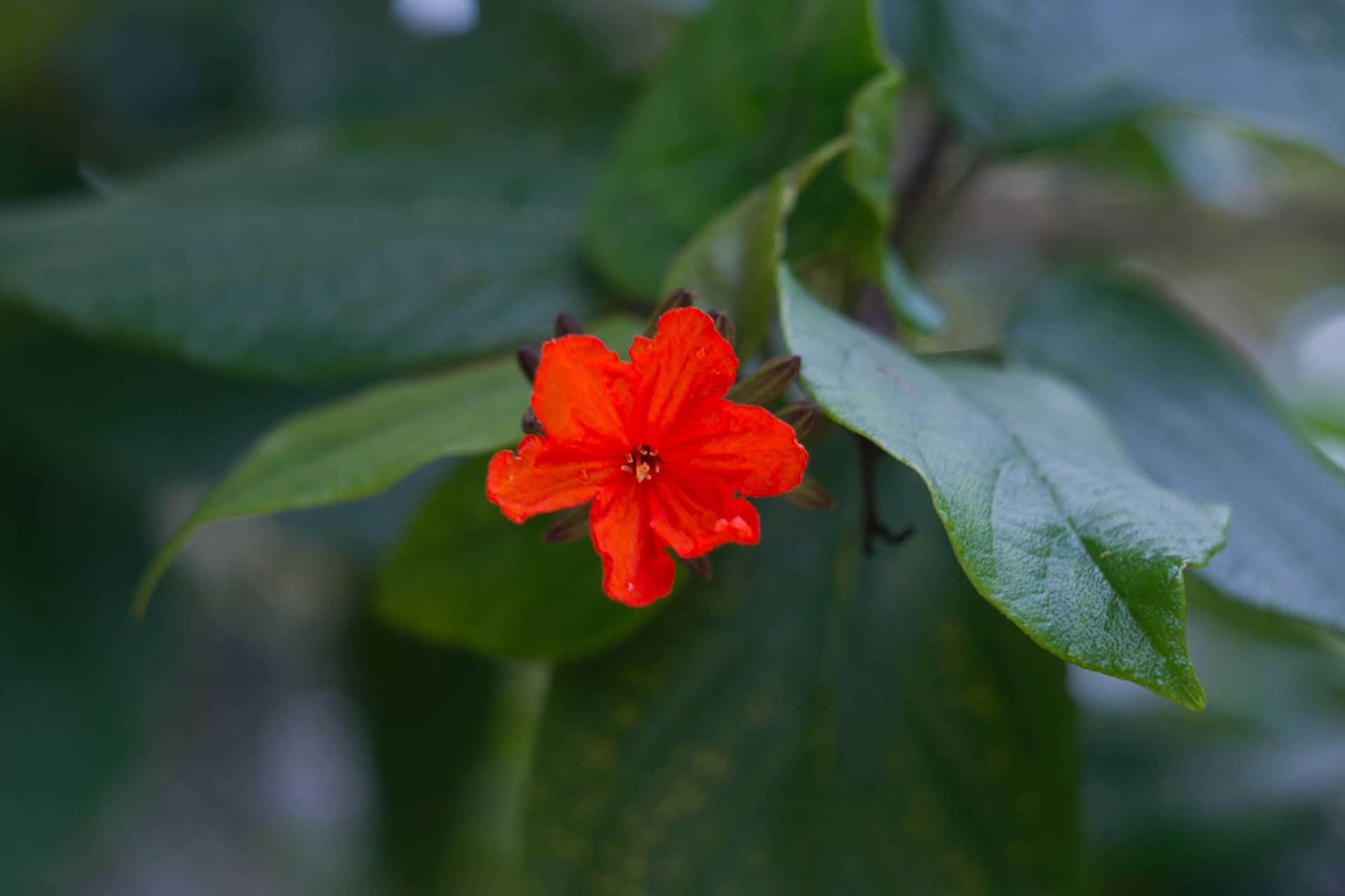 Small Vermilion Flower