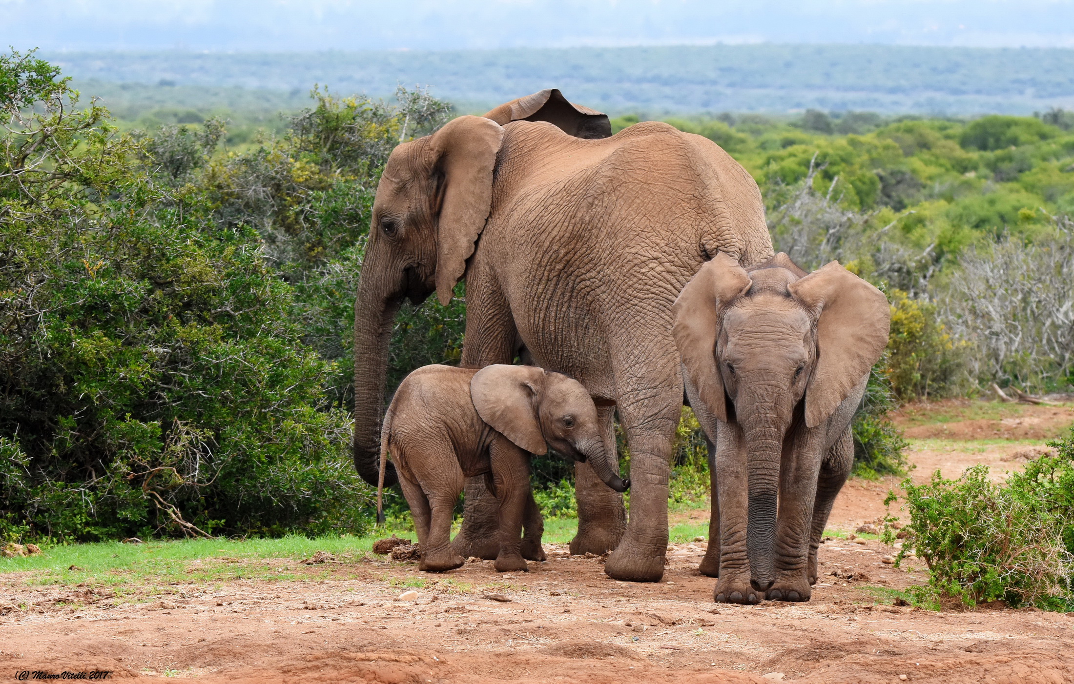 La famigliola riunita...(Sudafrica)
