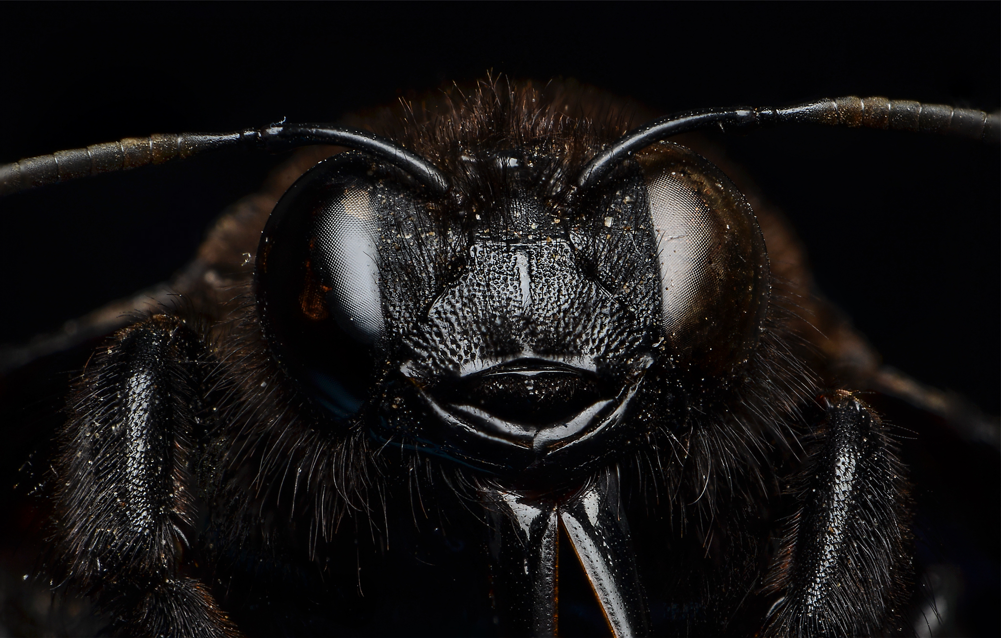 Xylocopa purple - Ape woody