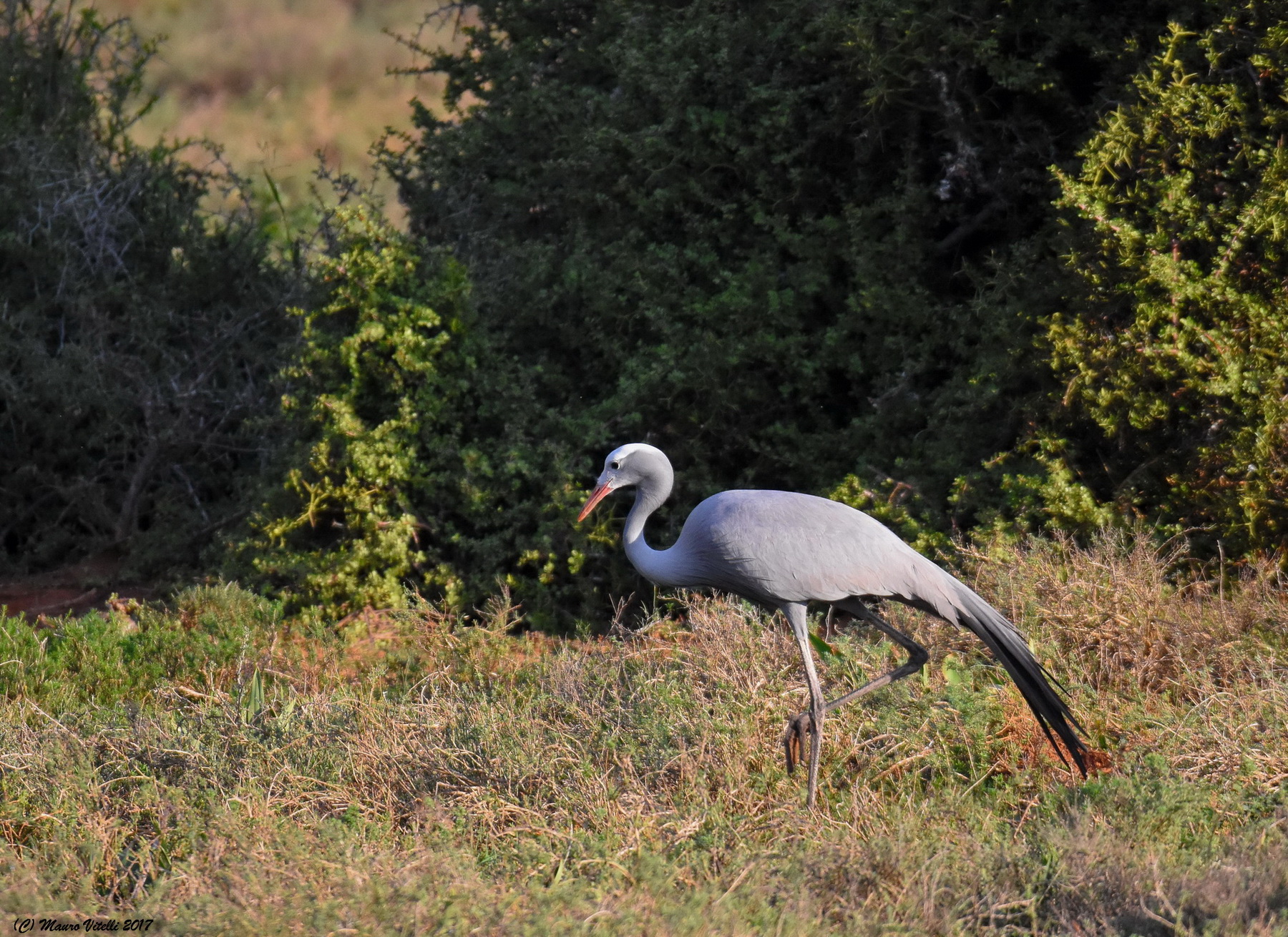 Blue Crane (Anthropoides paradiseus)
