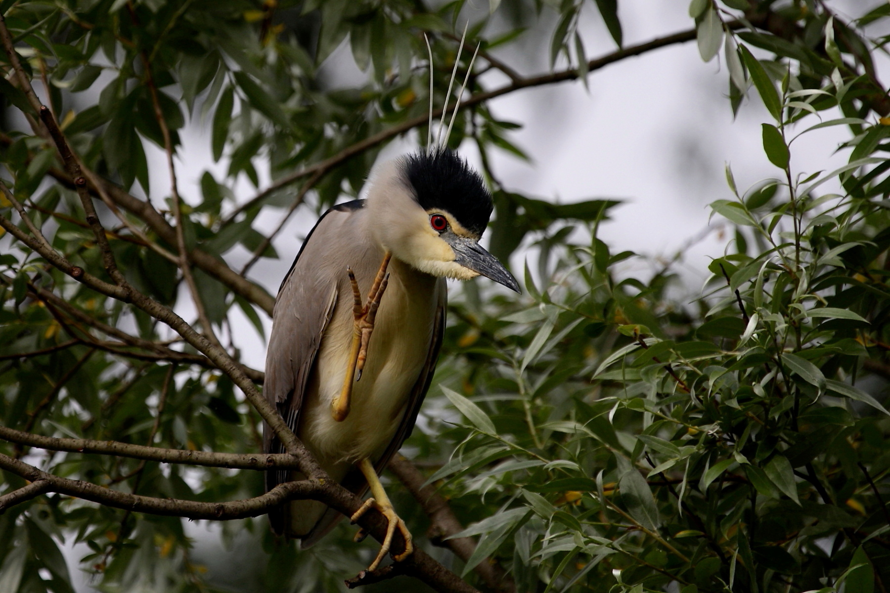 The Night Heron .... greets