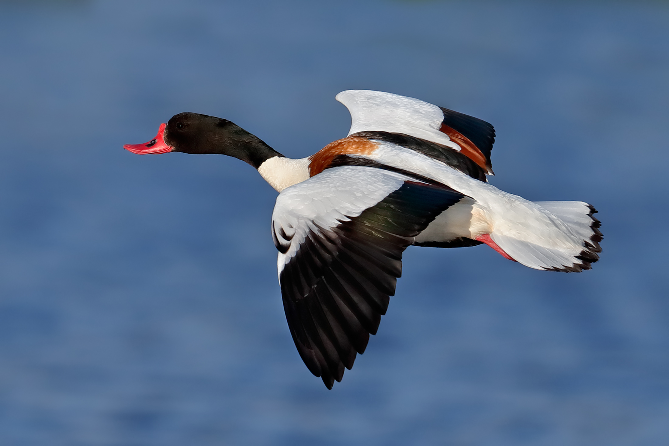 Che maschio! - Volpoca volante