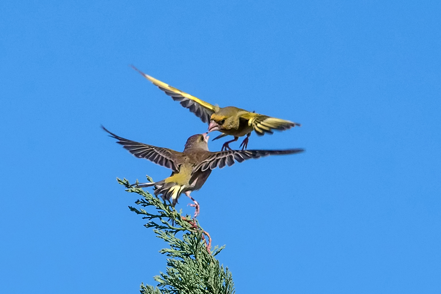 greenfinches
