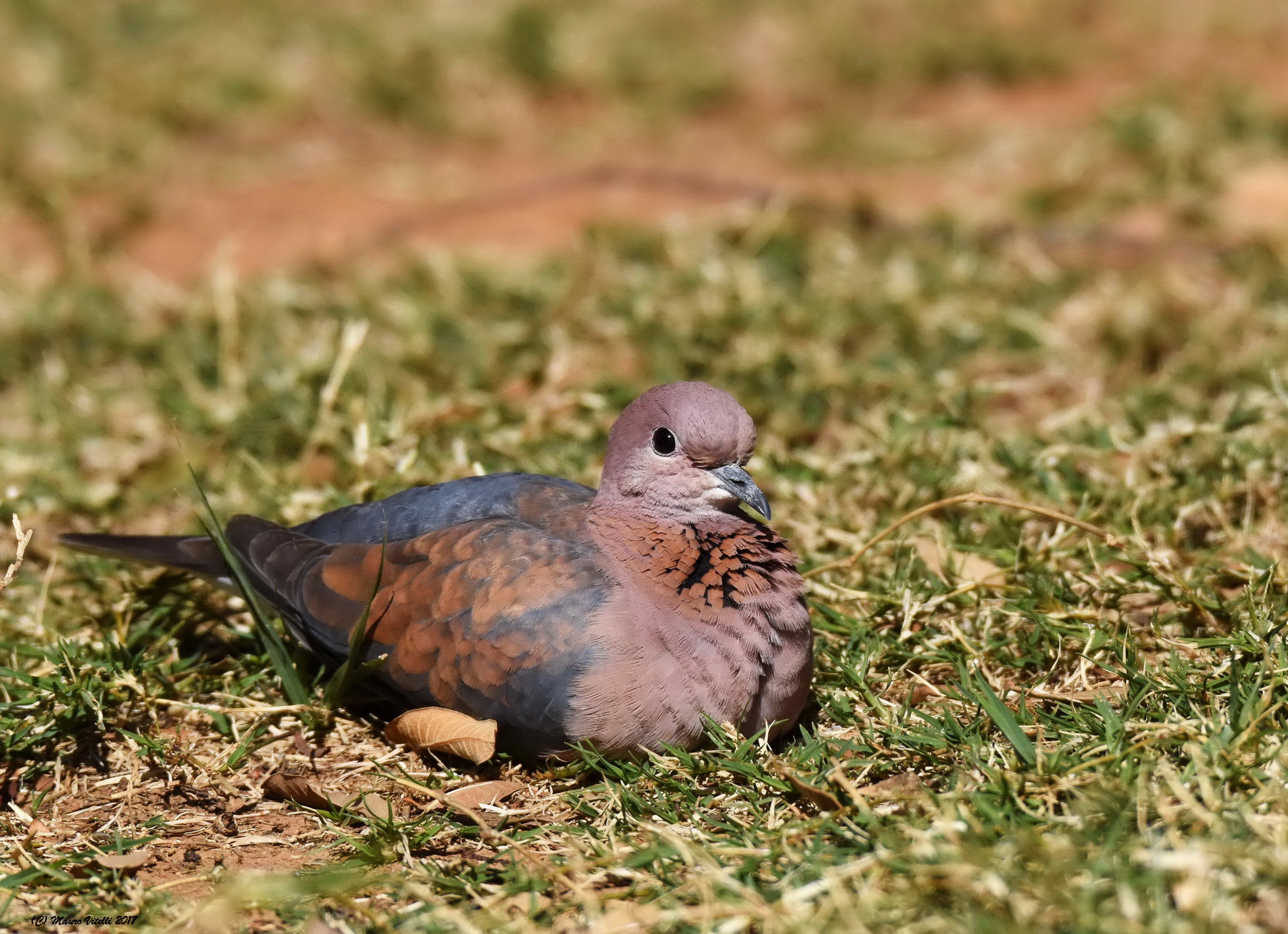 Pale marten (Sreptopelia senegalensis)