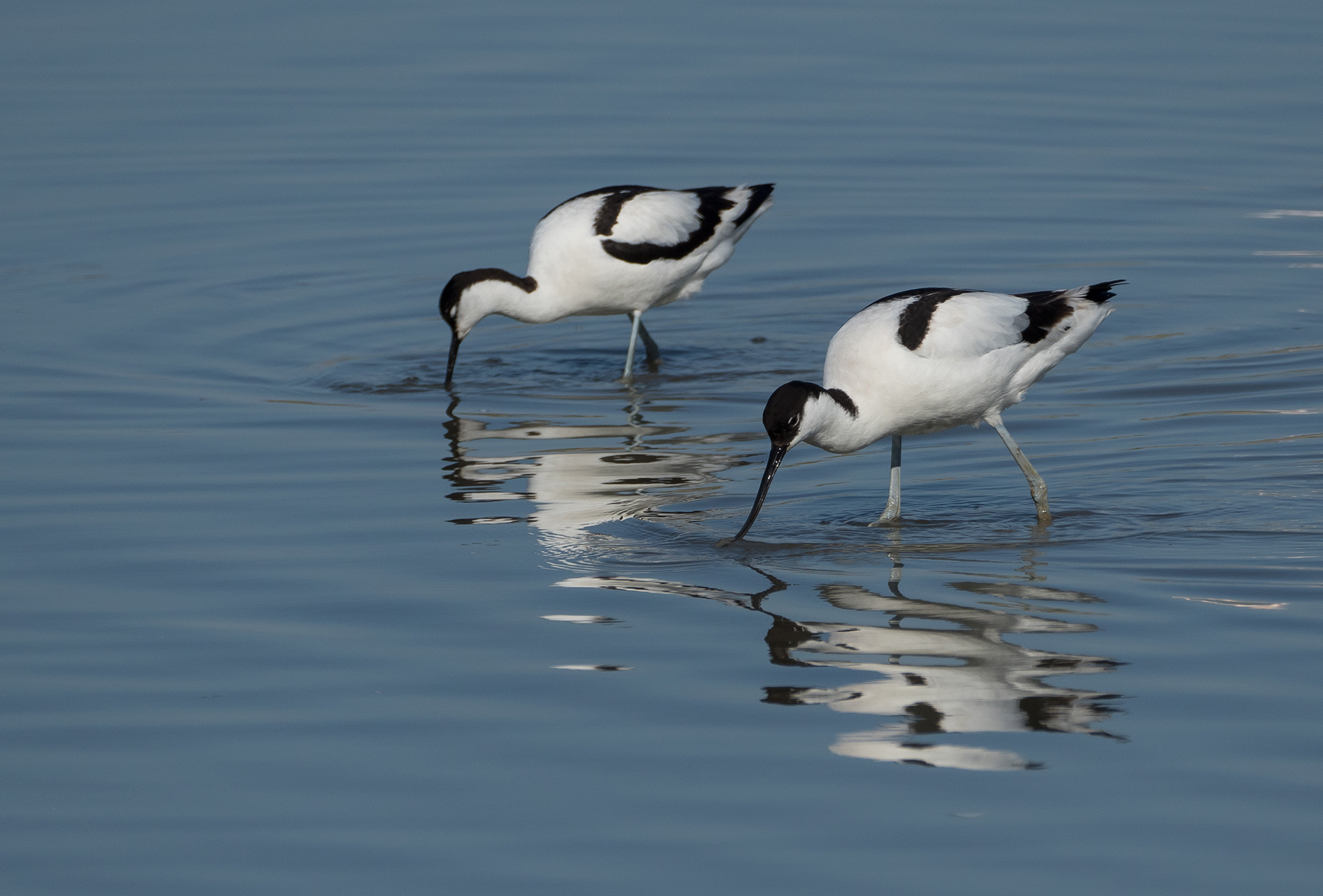 Avocette