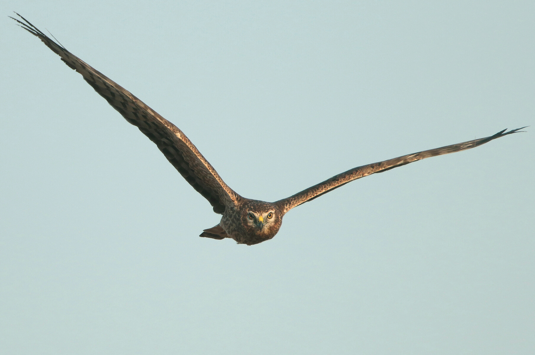 To you with the little albanel (f)