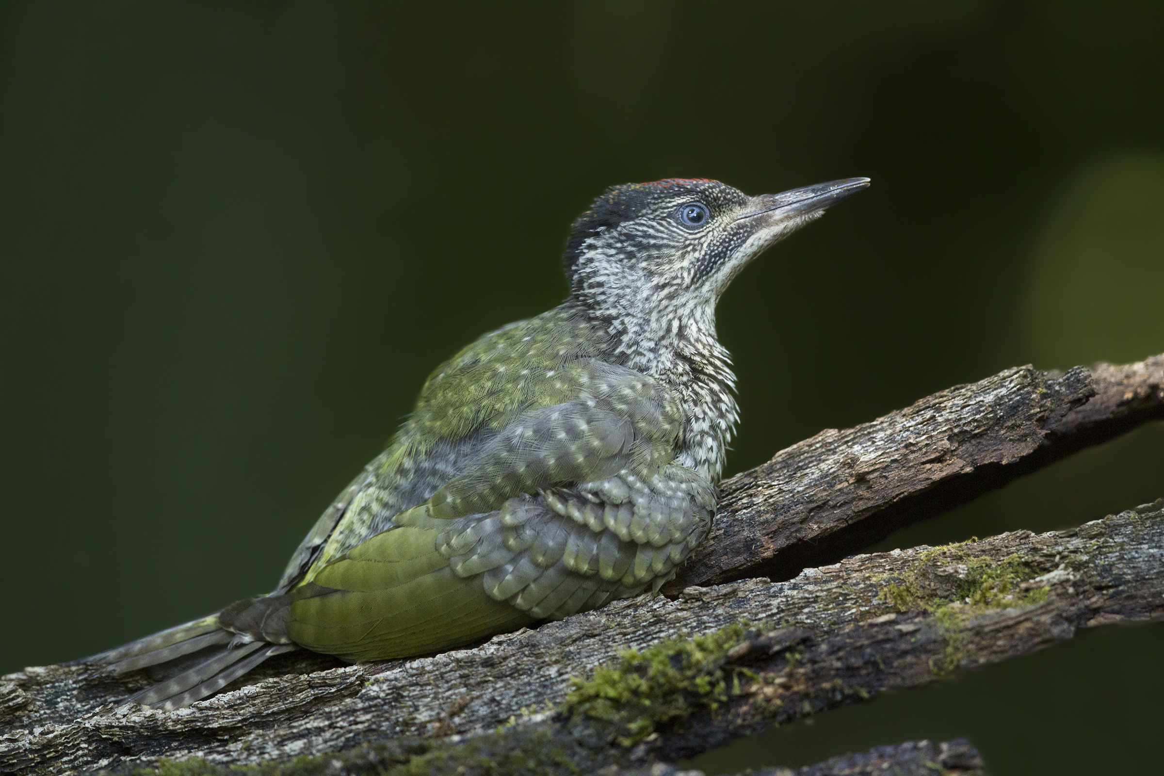 Young green woodpecker