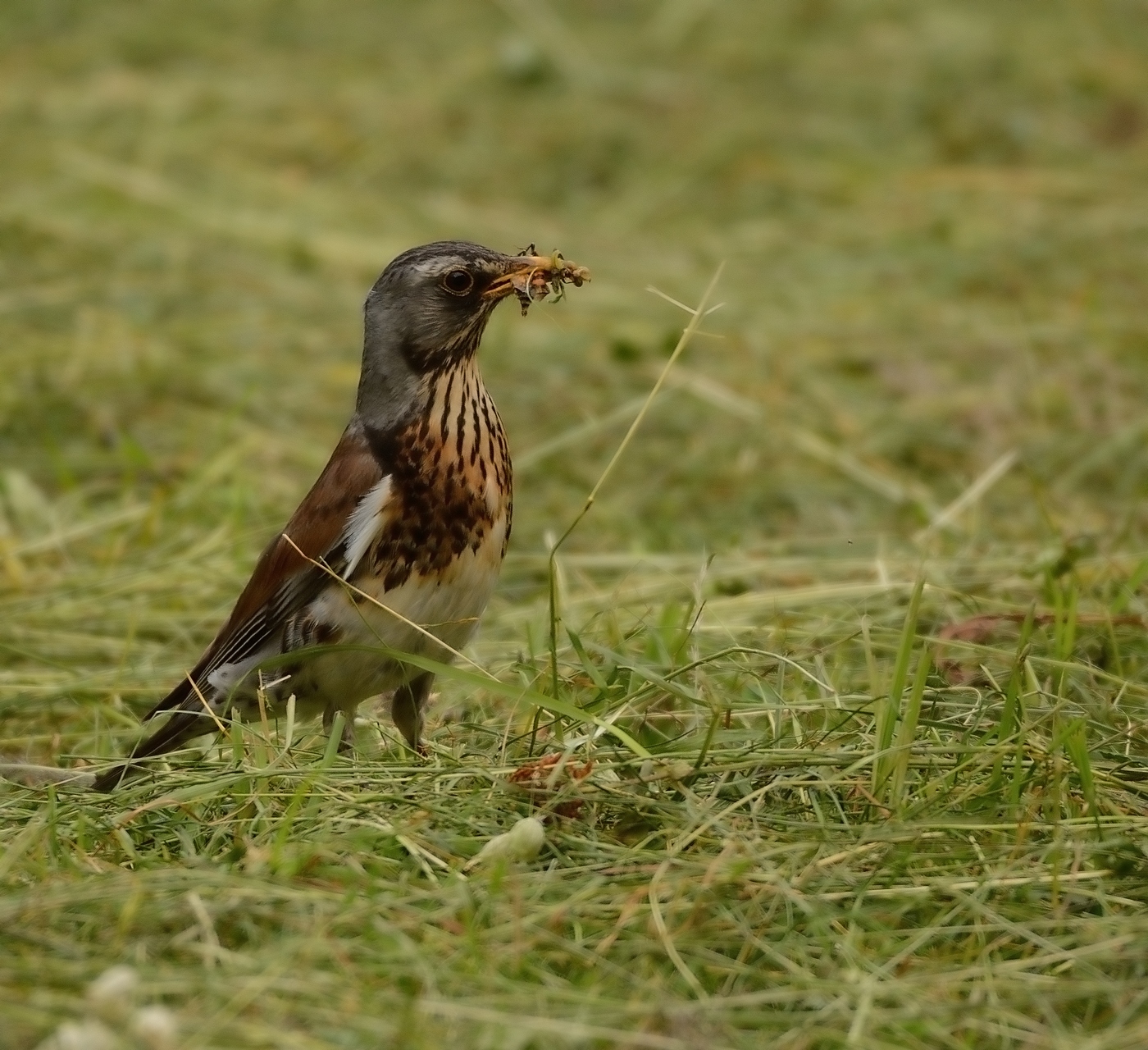 Turdus Pilaris