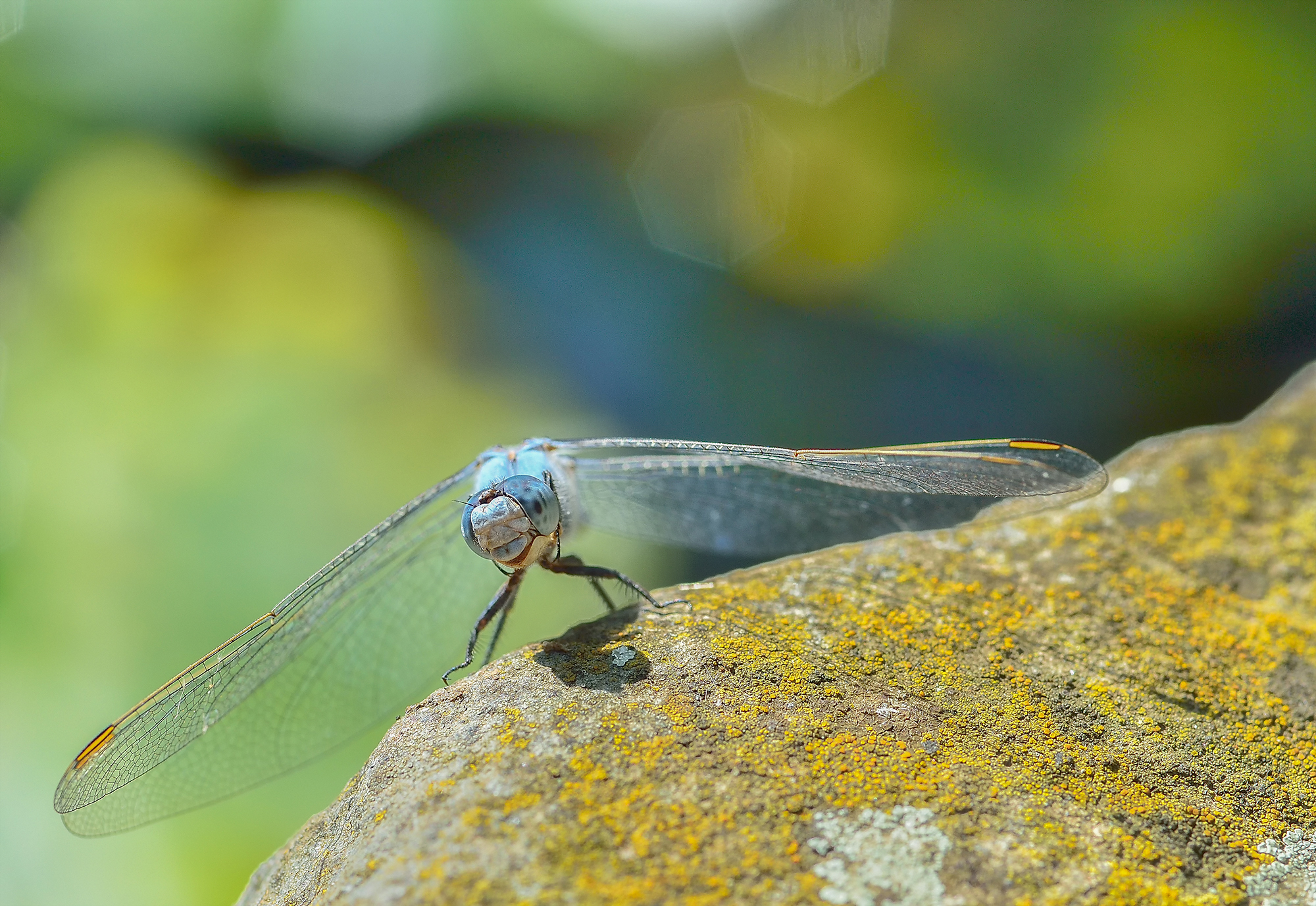 Non so voi...ma io me la rido