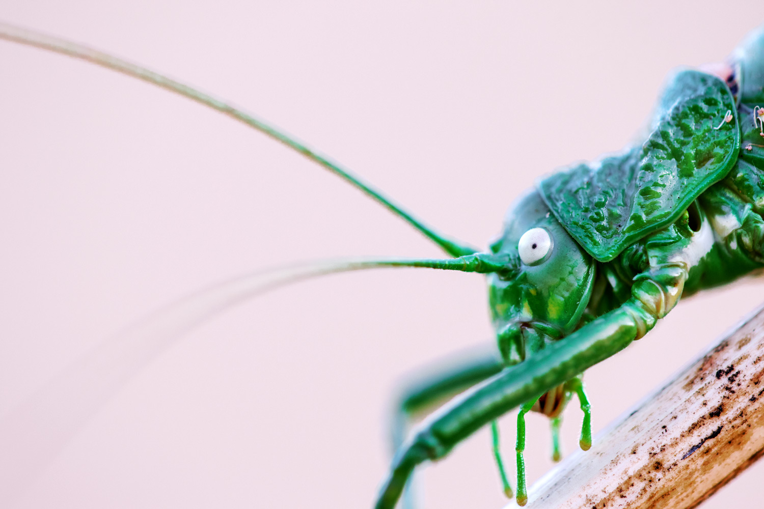 Leptophyes punctatissima (Bosc, 1792)